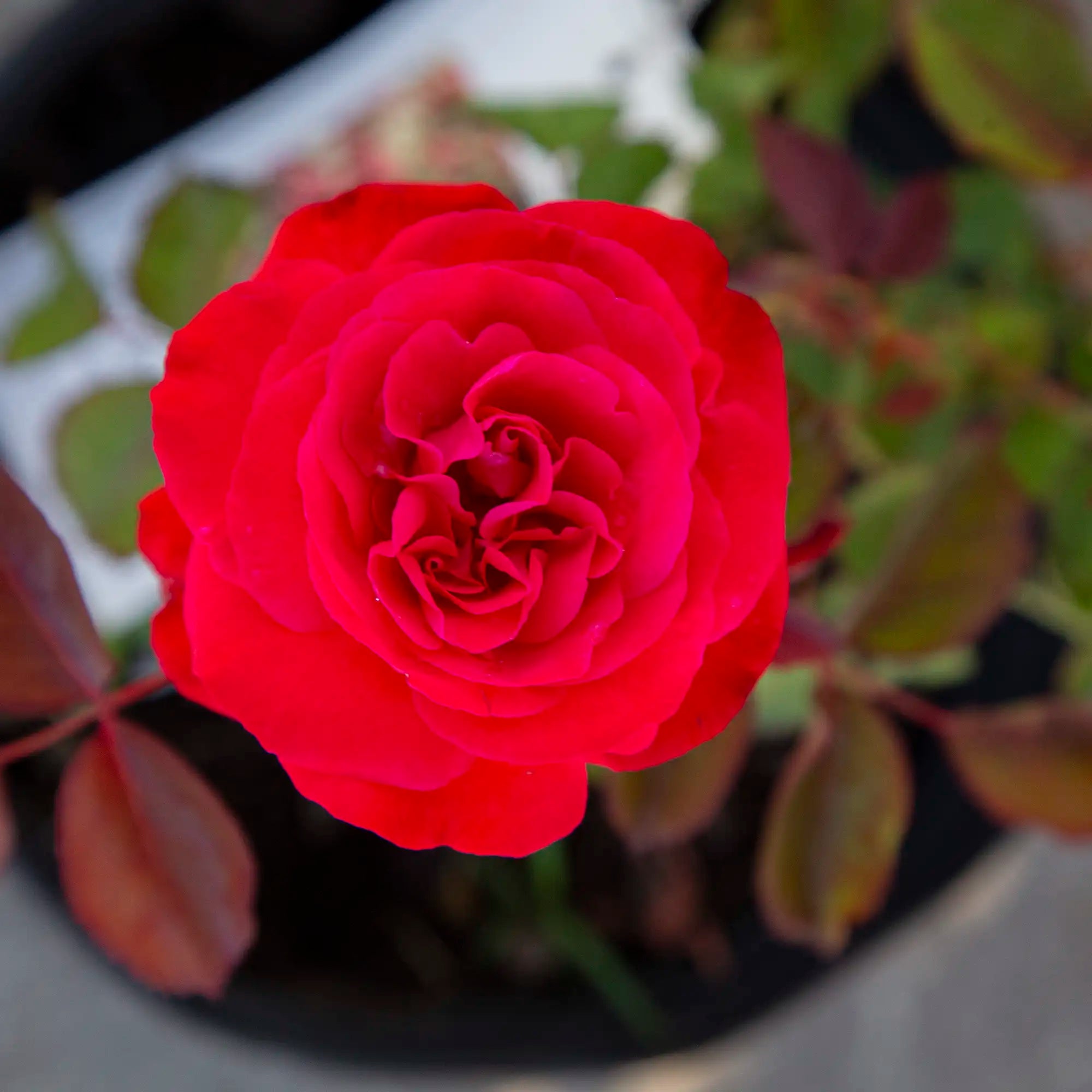 'Rose Marie' Floribunda Rose