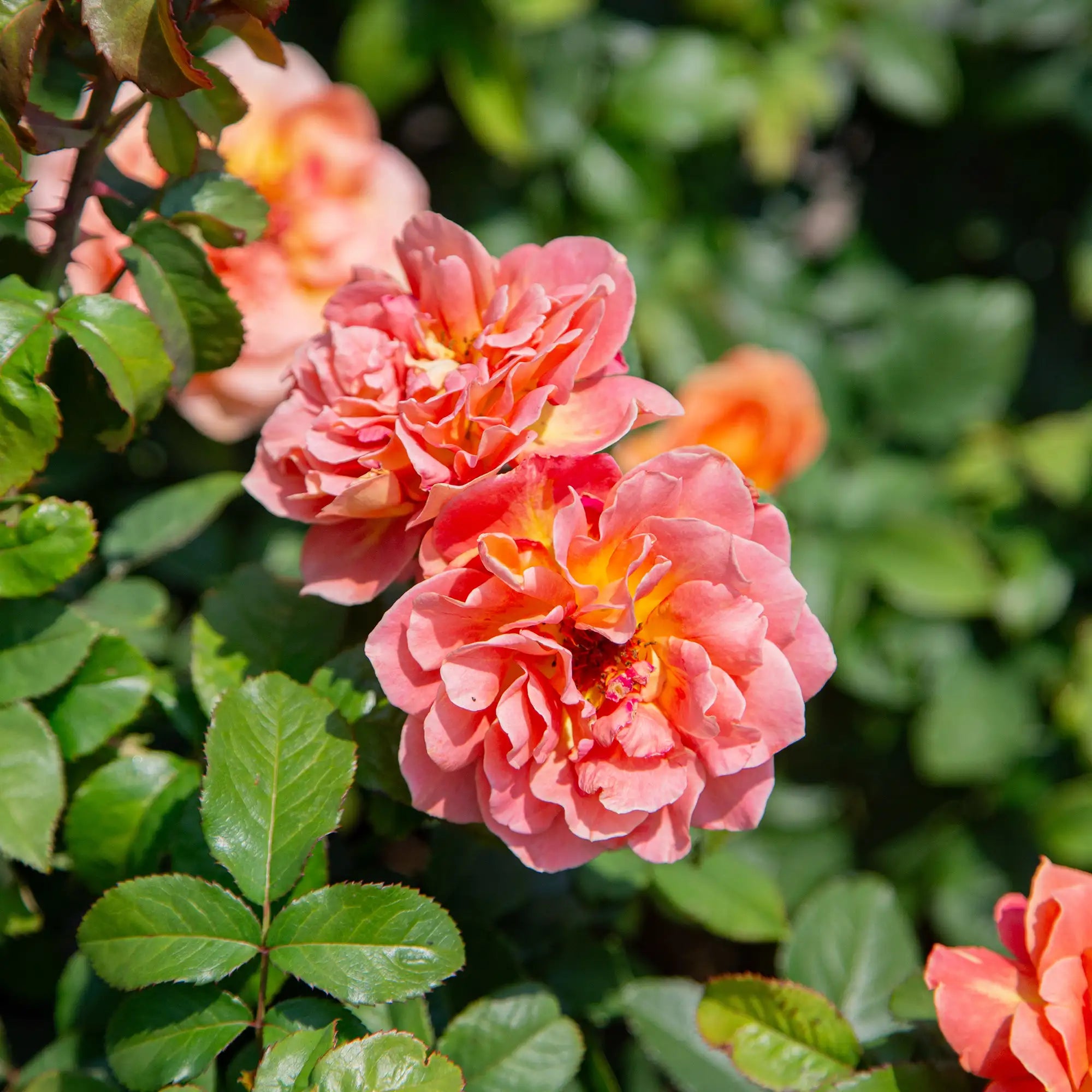 'Rosie the Riveter' Floribunda Rose