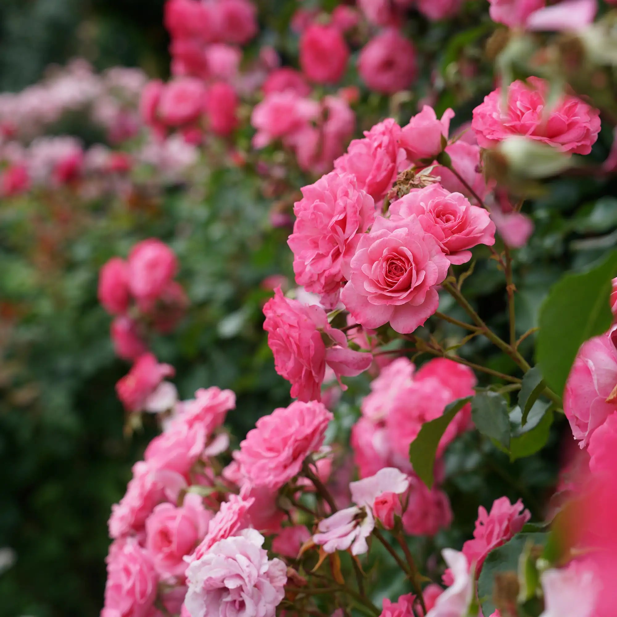 'Royal Bonica' Landscape Shrub Rose