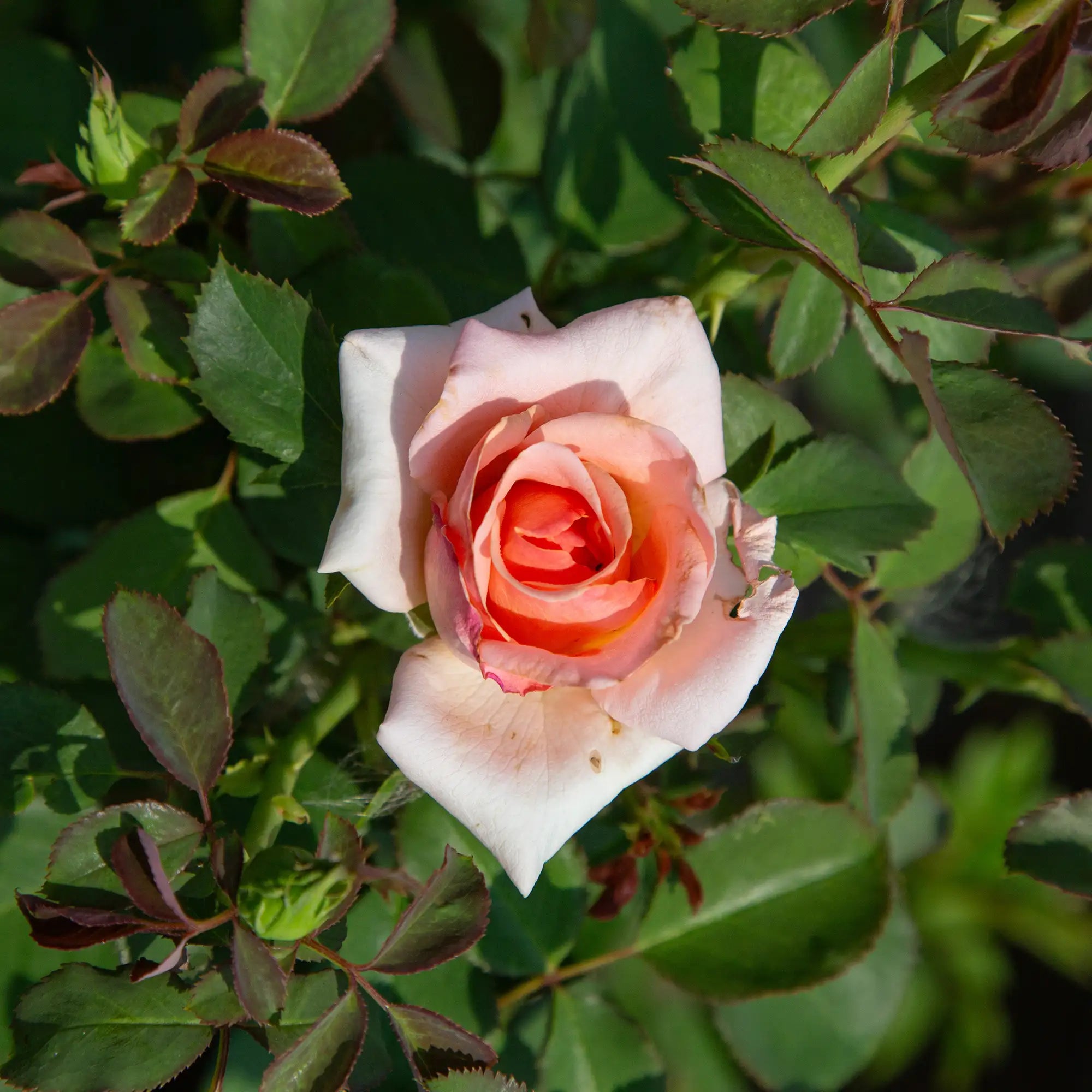 'Royal City' Floribunda Rose