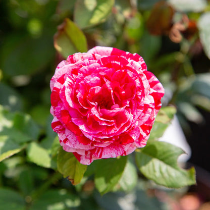 'Scentimental' Floribunda Rose