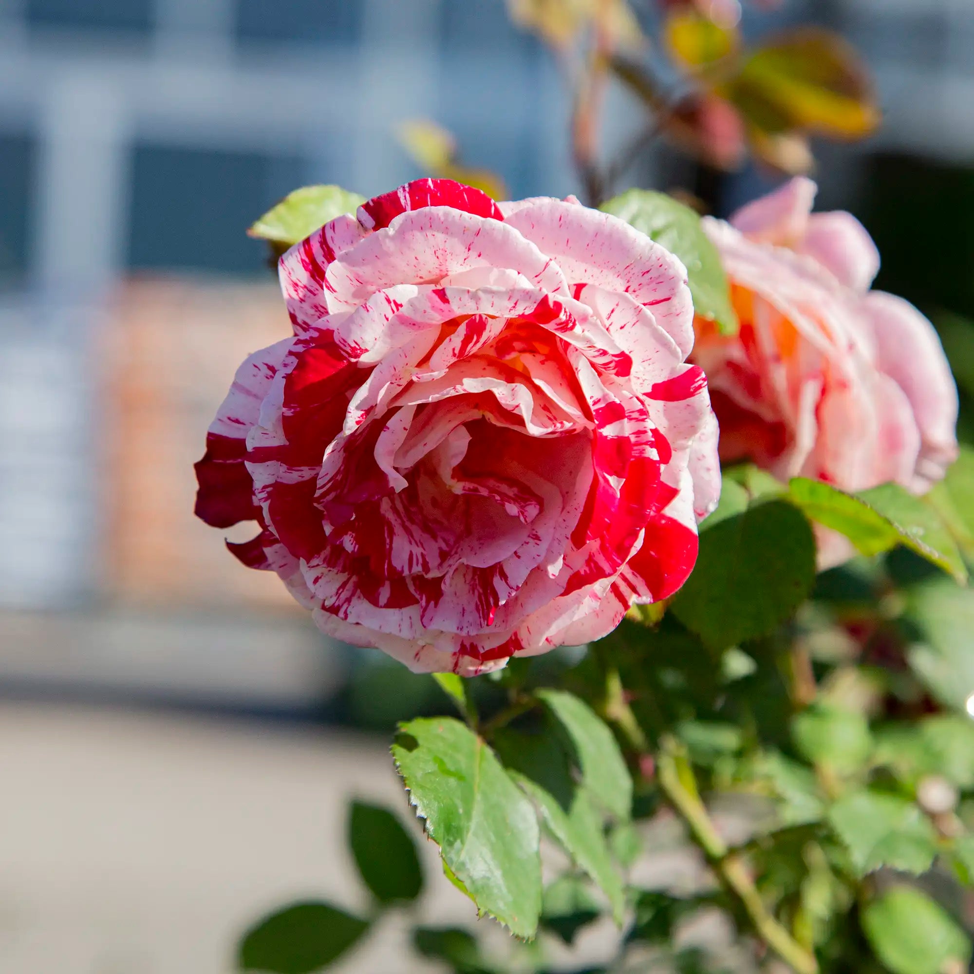 'Scentimental' Floribunda Rose