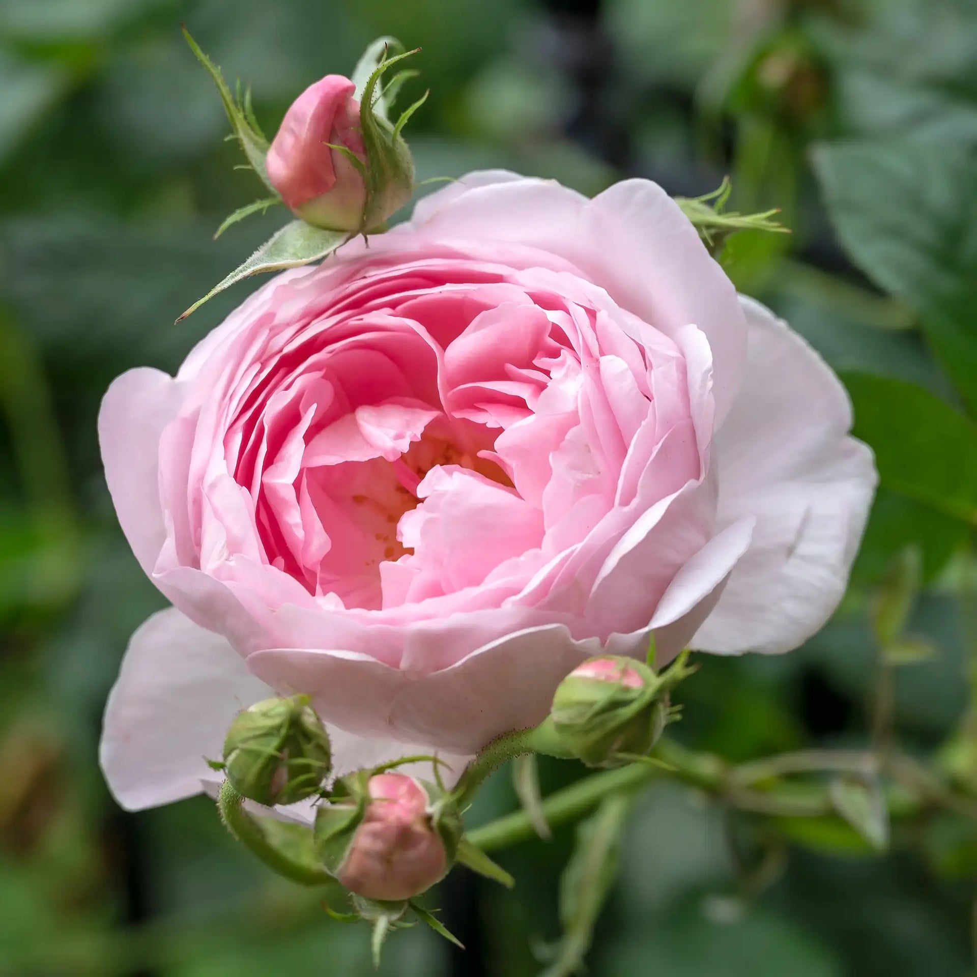 Scepter'd Isle®' David Austin® English Rose – Vandermeer Nursery Ltd