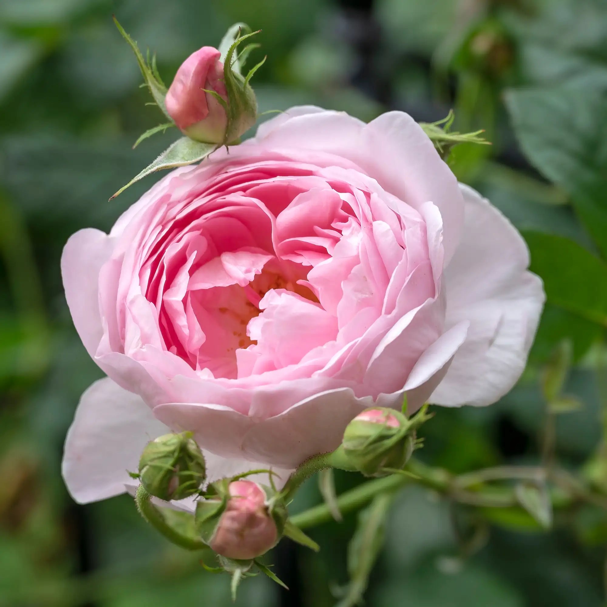 'Scepter'd Isle™' David Austin® English Rose