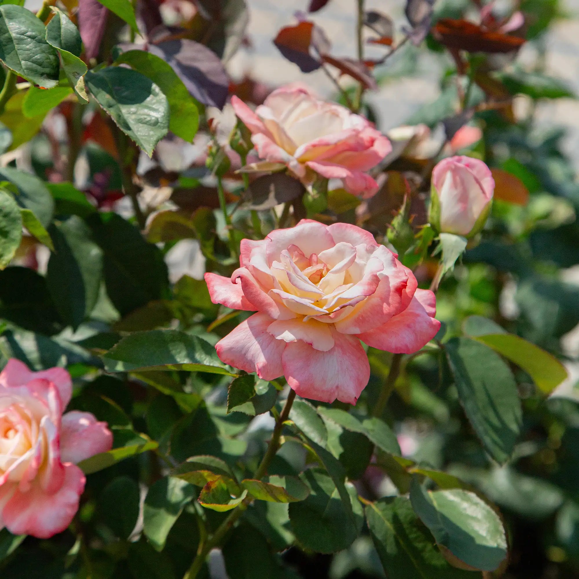 'Secret' Hybrid Tea Rose
