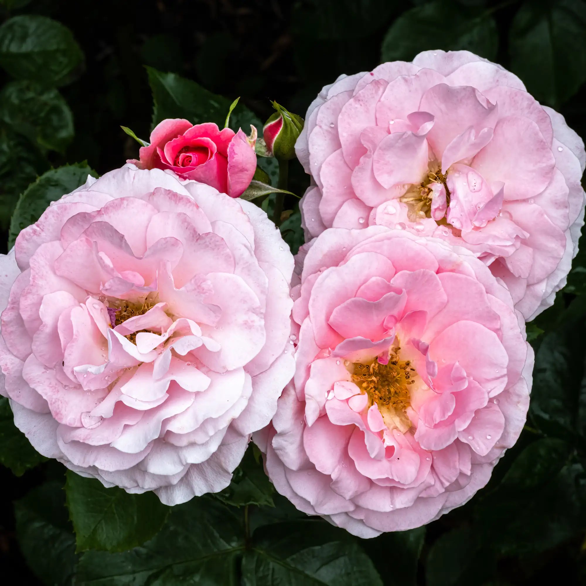 'Sexy Rexy' Floribunda Rose