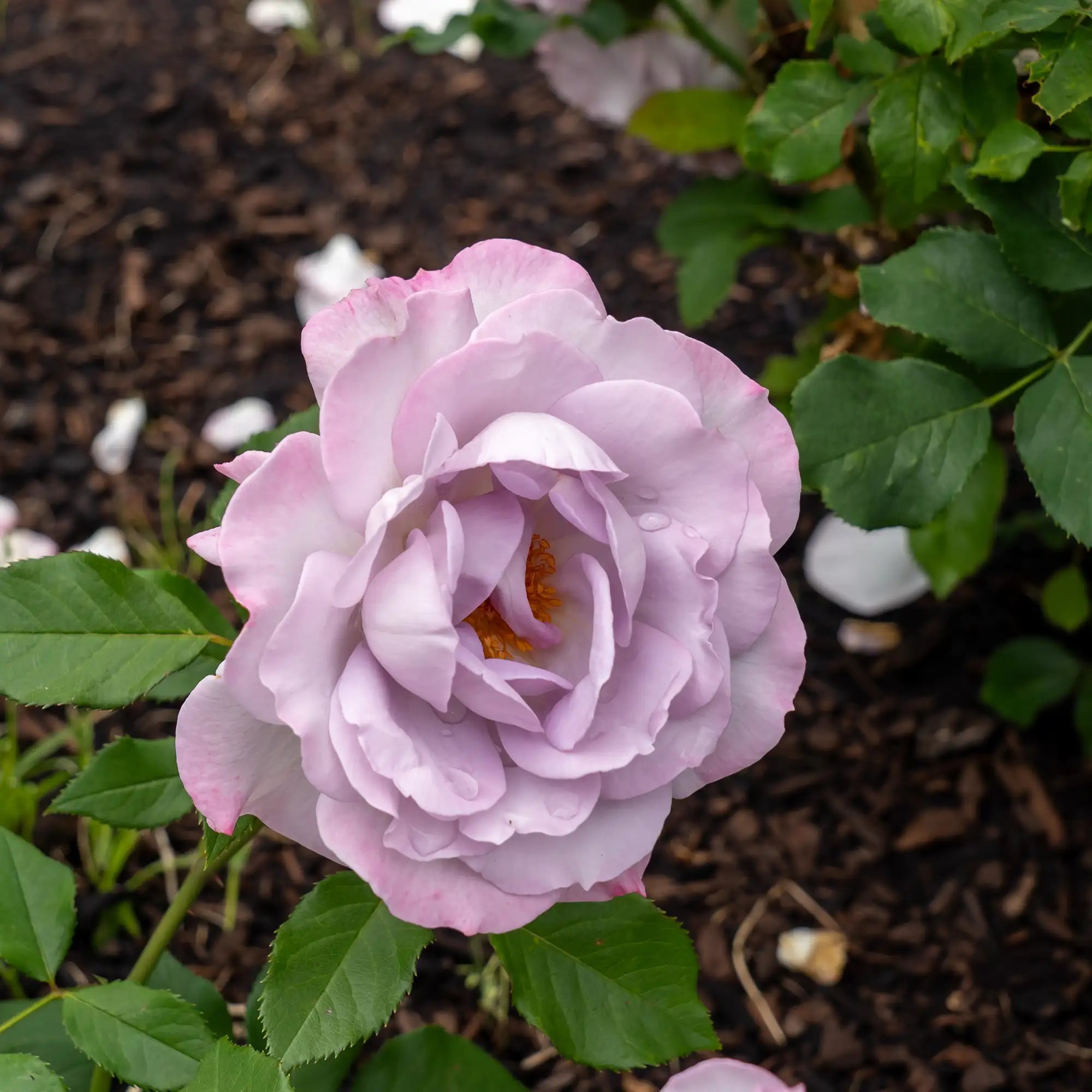'Silver Lining' Floribunda Rose