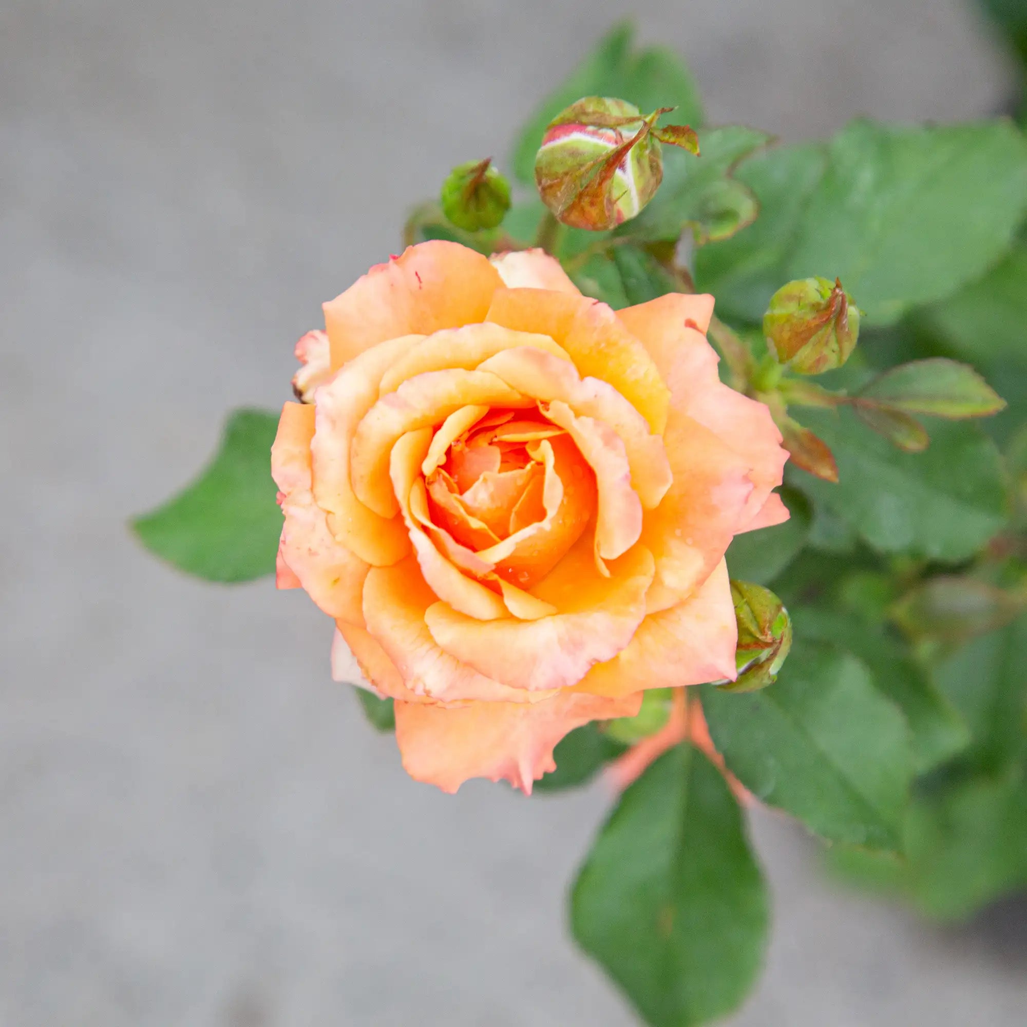 'Singin' in the Rain' Floribunda Rose