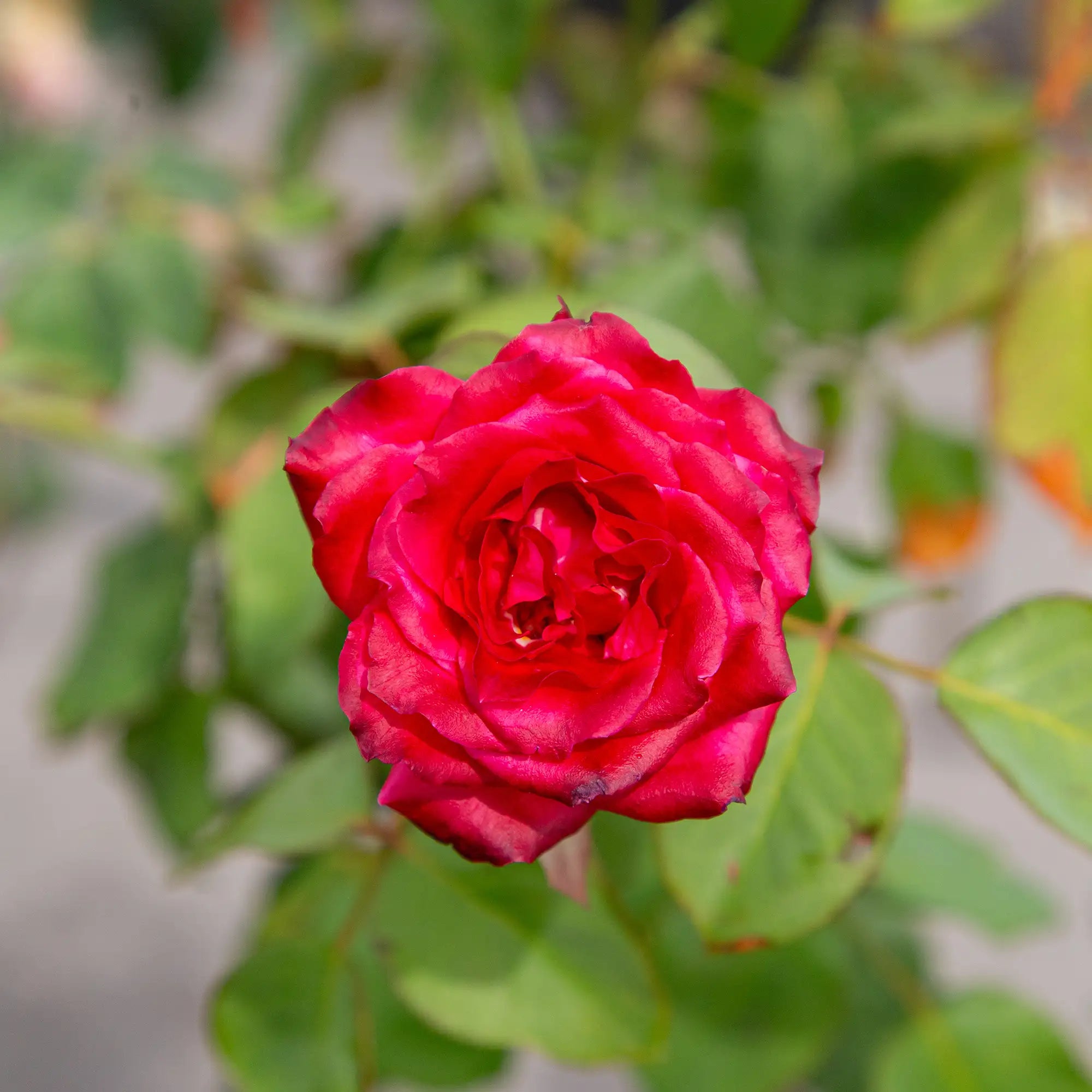 'Smooth Velvet' Hybrid Tea Rose