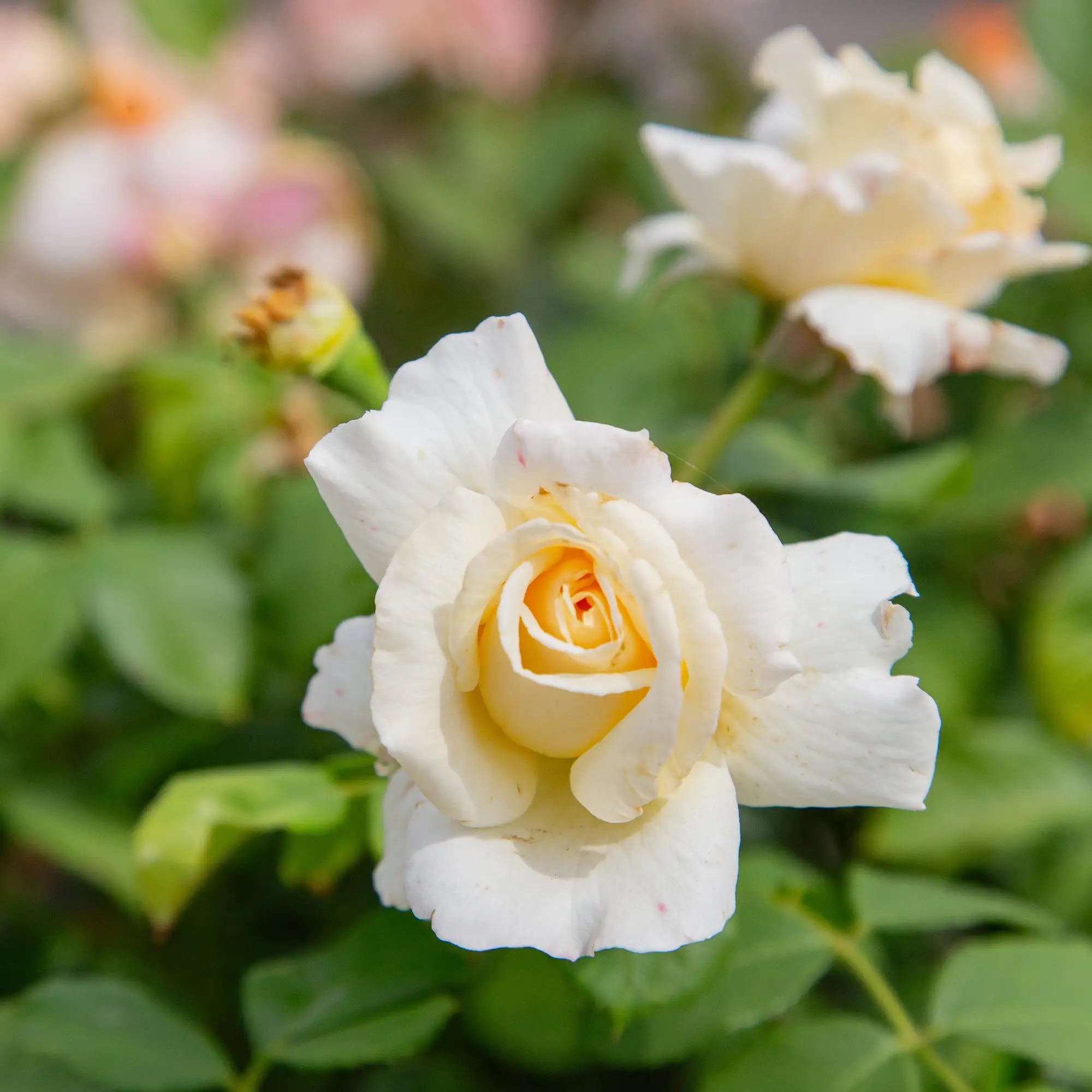 'Soft and Sweet' Floribunda Rose