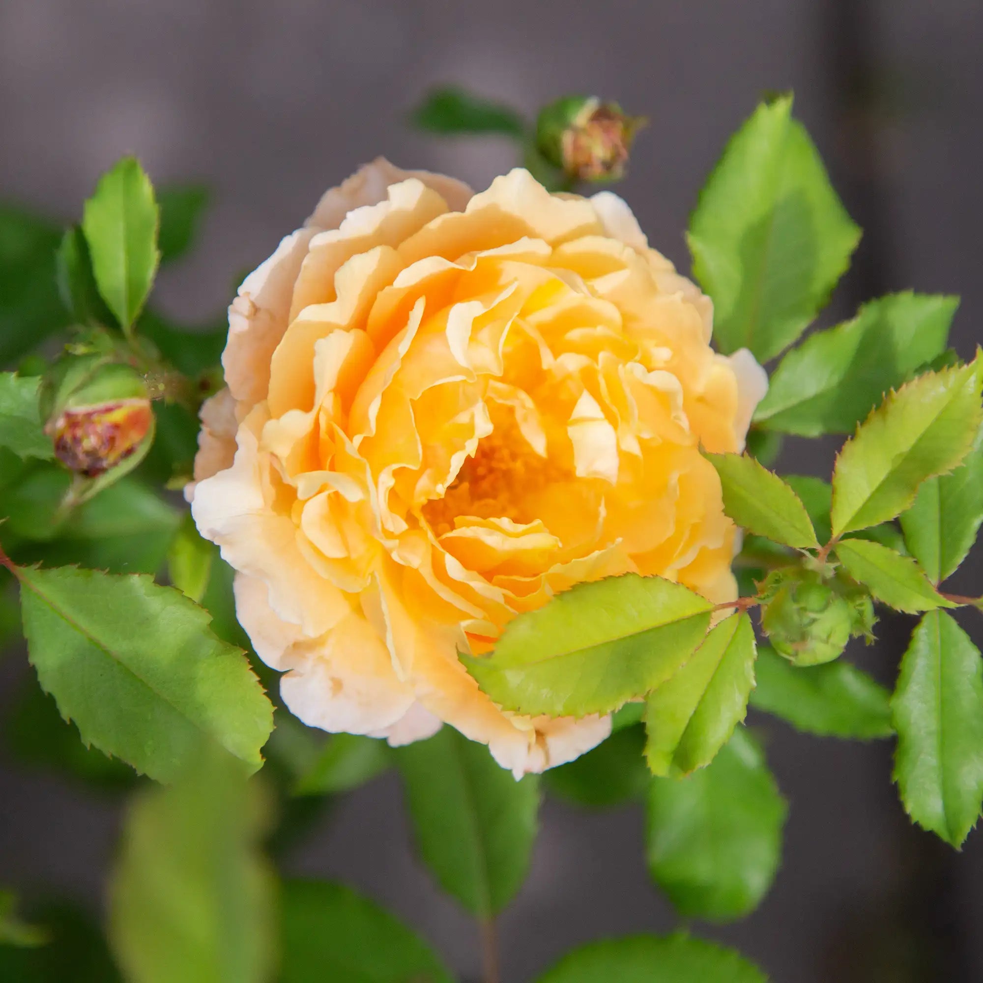 'Sonnenwelt' Landscape Shrub Rose