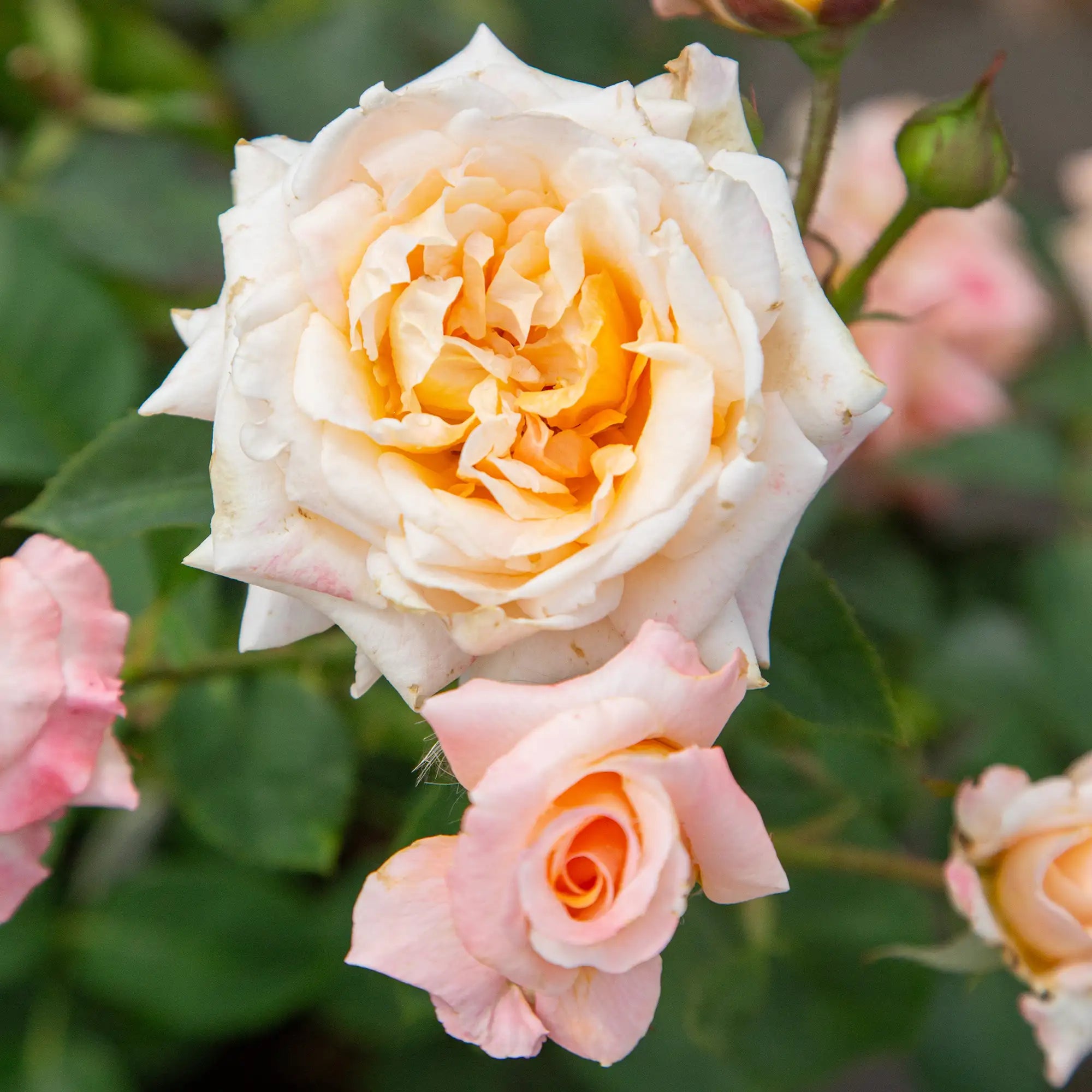 'Special Occasion' Hybrid Tea Rose