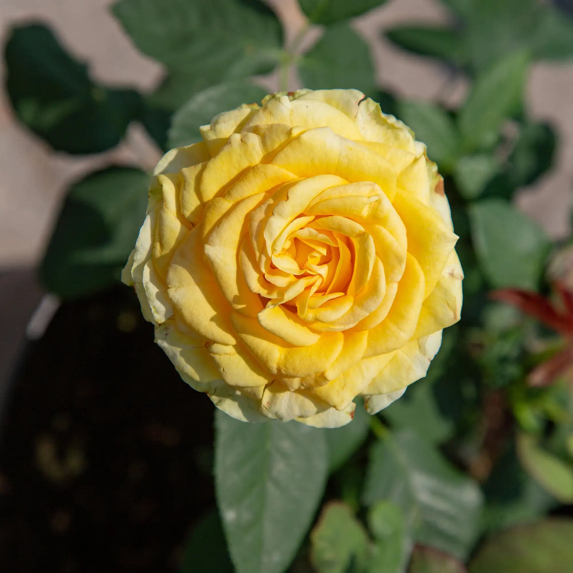 'St Patrick' Hybrid Tea Rose