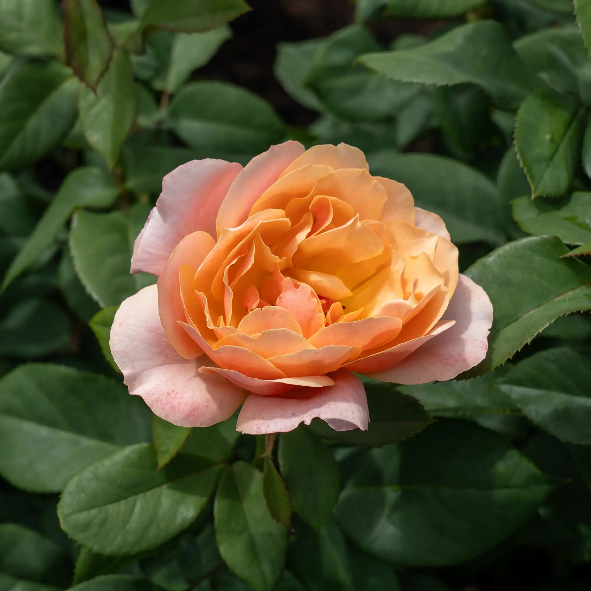'State of Grace' Grandiflora Rose