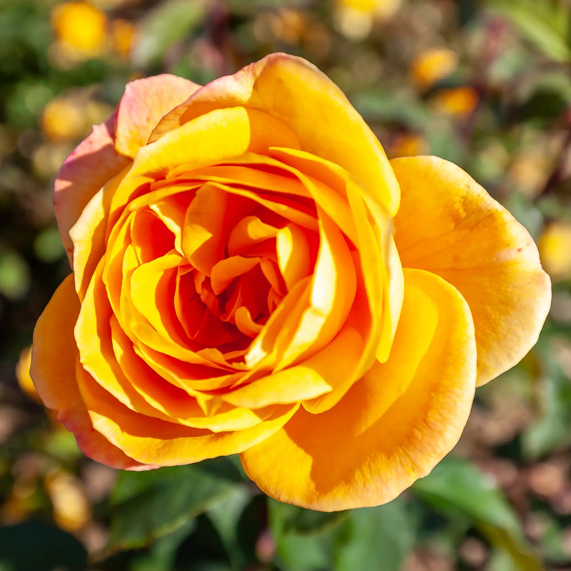 'Strike It Rich' Grandiflora Rose
