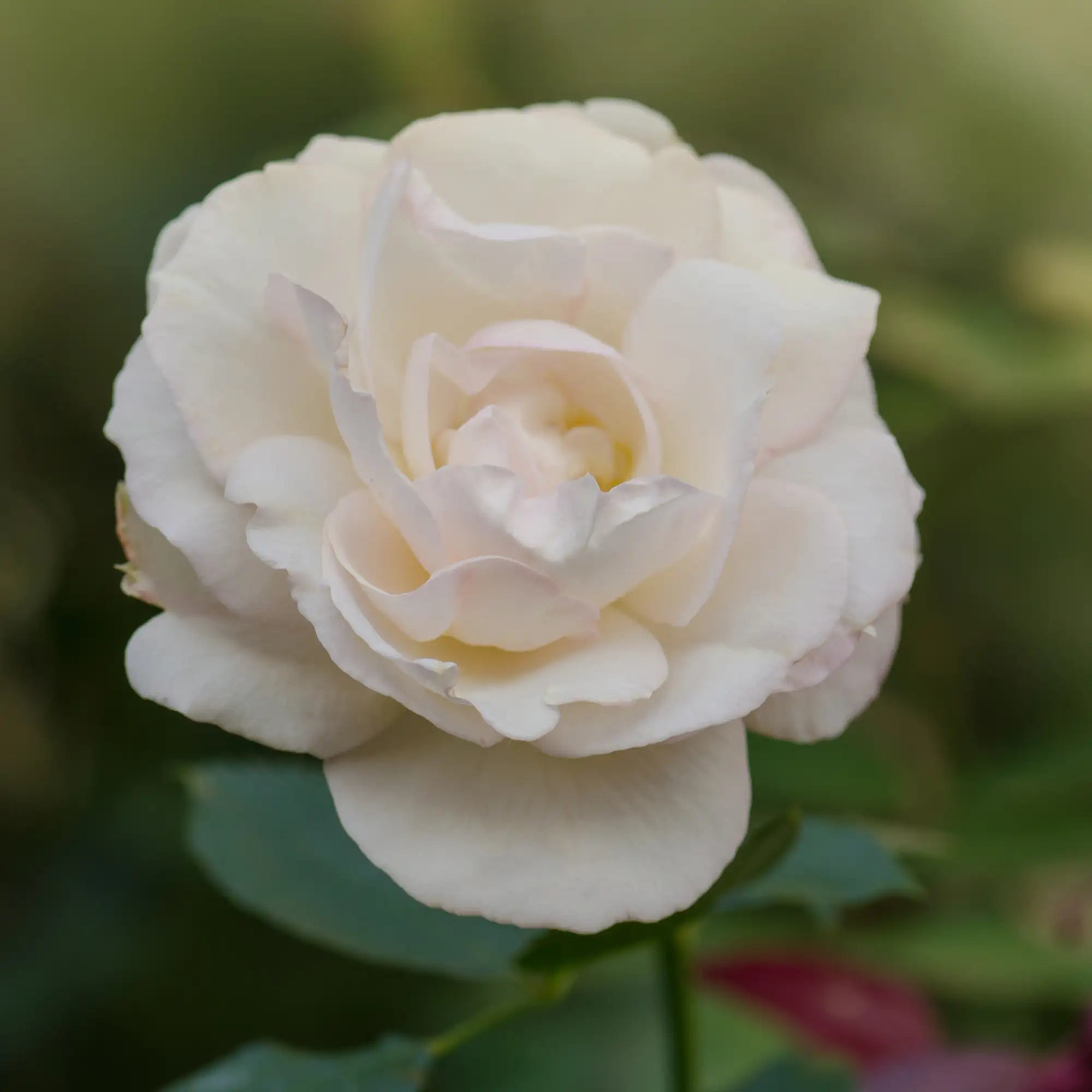 'Sugar Moon' Hybrid Tea Rose