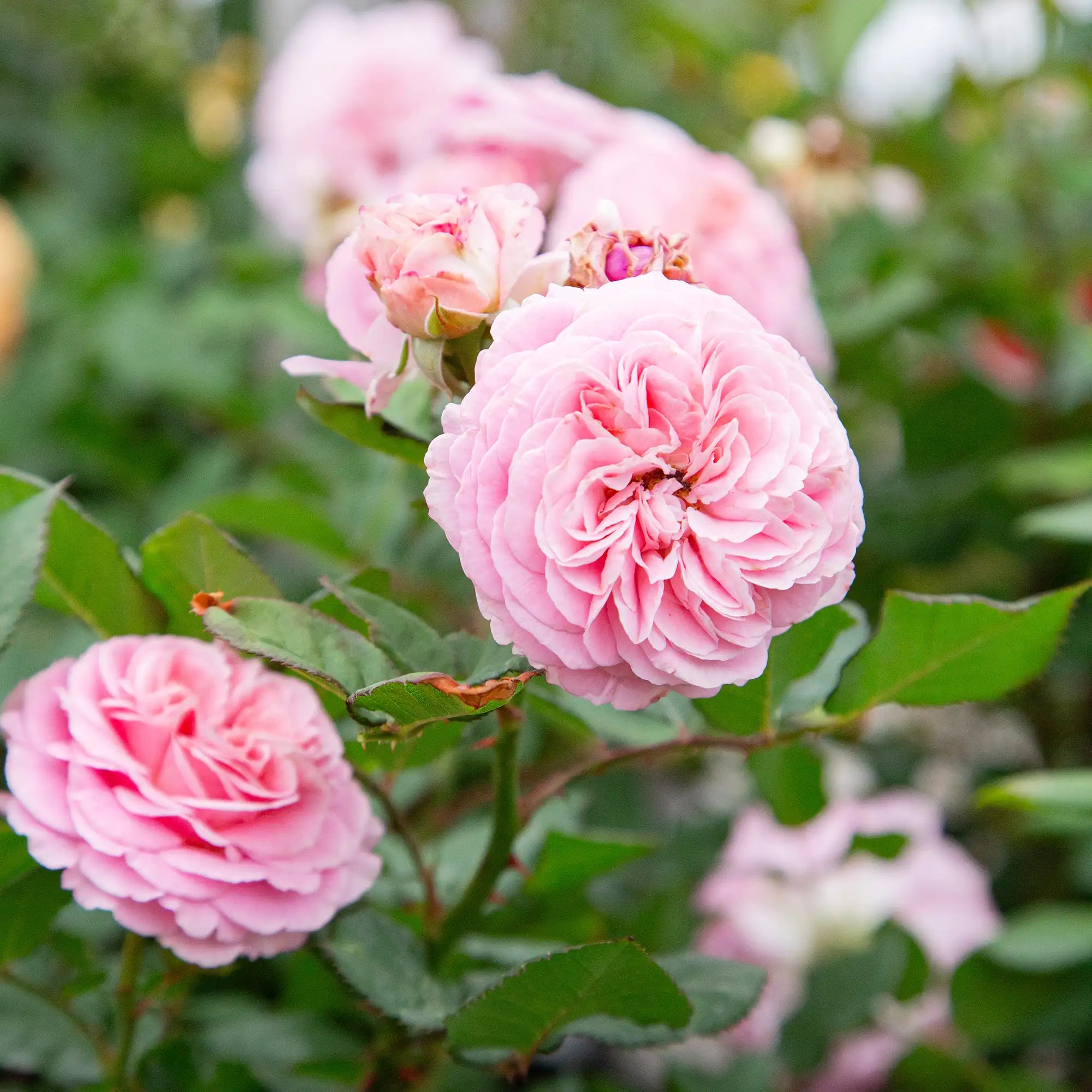 'Summer Romance' Floribunda Rose