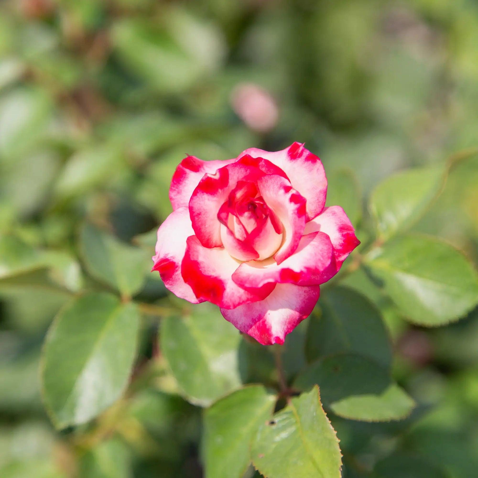 'Tabris' Floribunda Rose