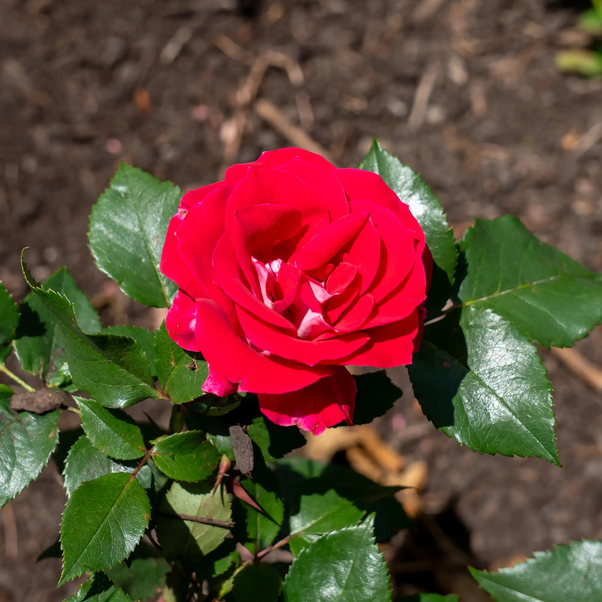 'Take It Easy' Landscape Shrub Rose