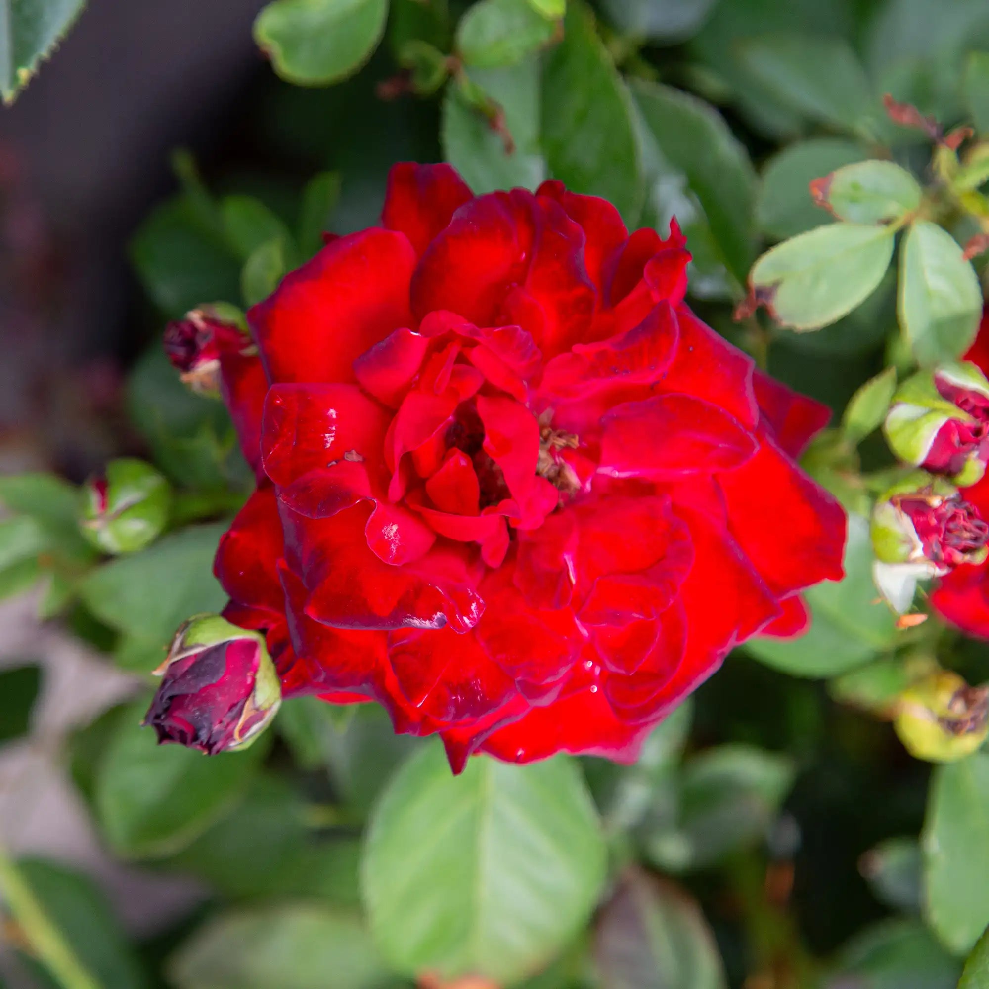'Ten Ten' Hybrid Tea Rose