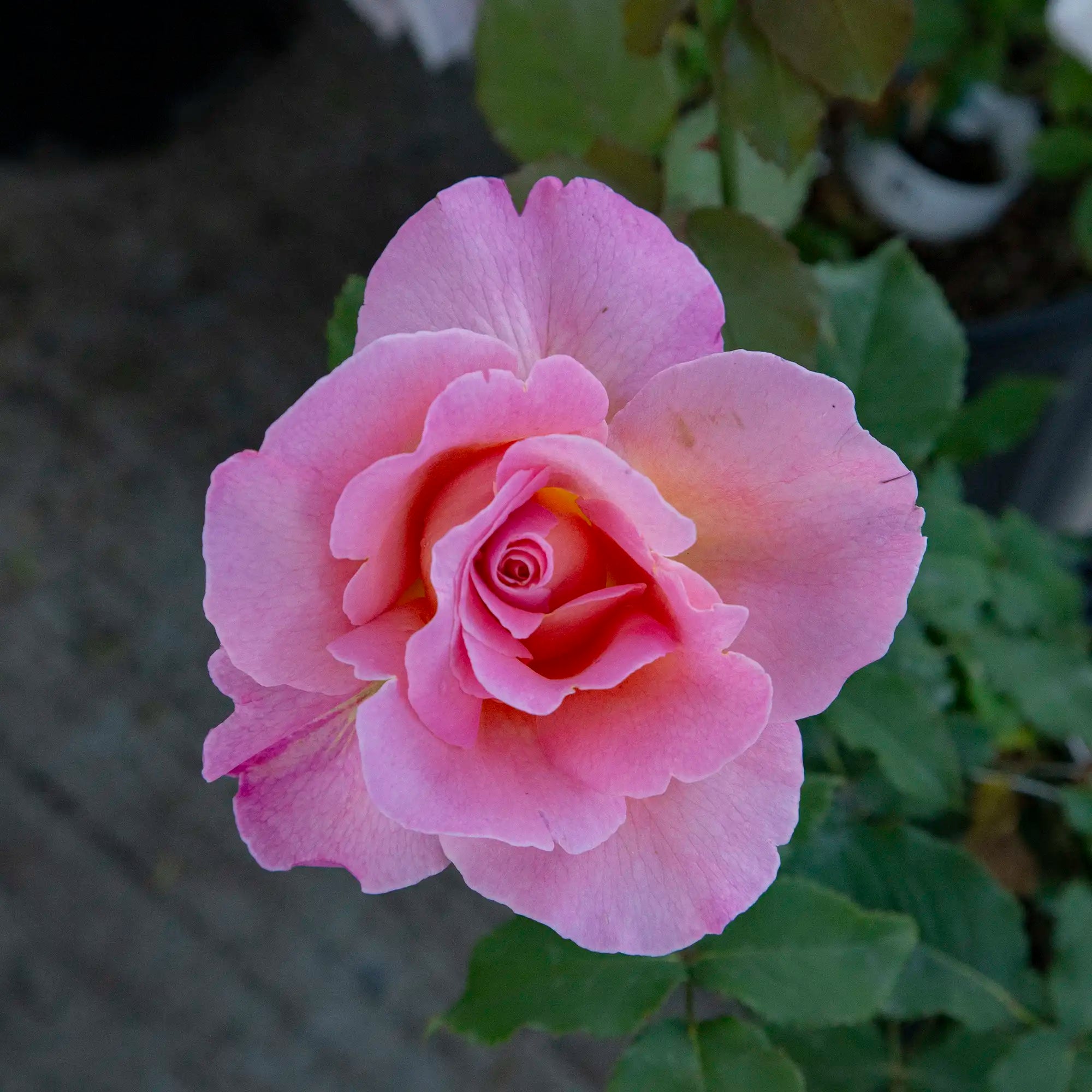 'Tiffany' Hybrid Tea Rose