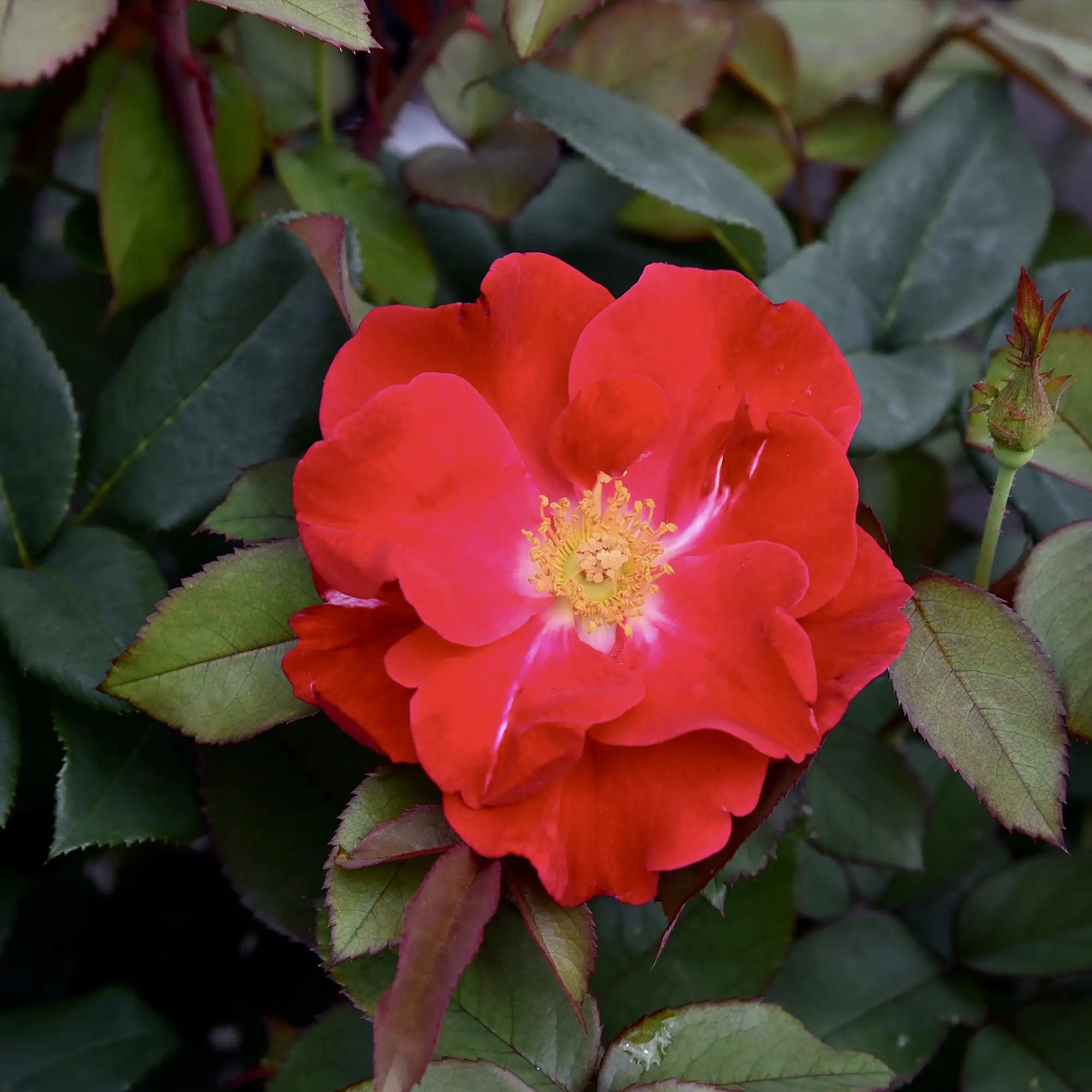 'Top Gun' Landscape Shrub Rose