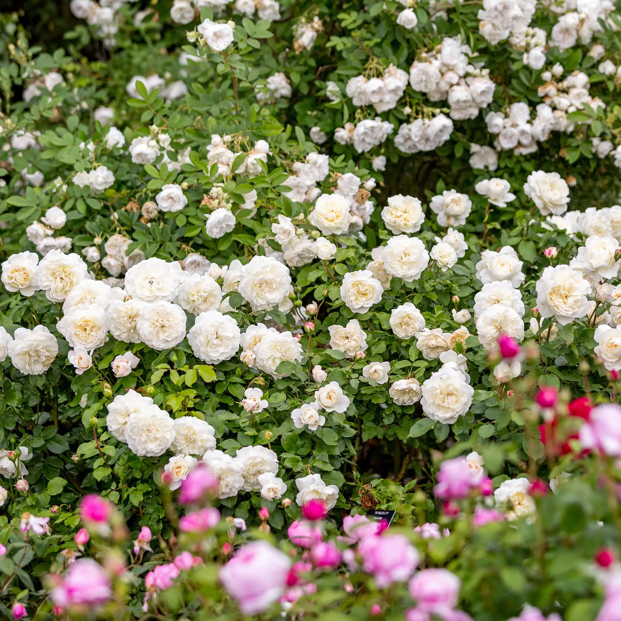 White English rose in a garden