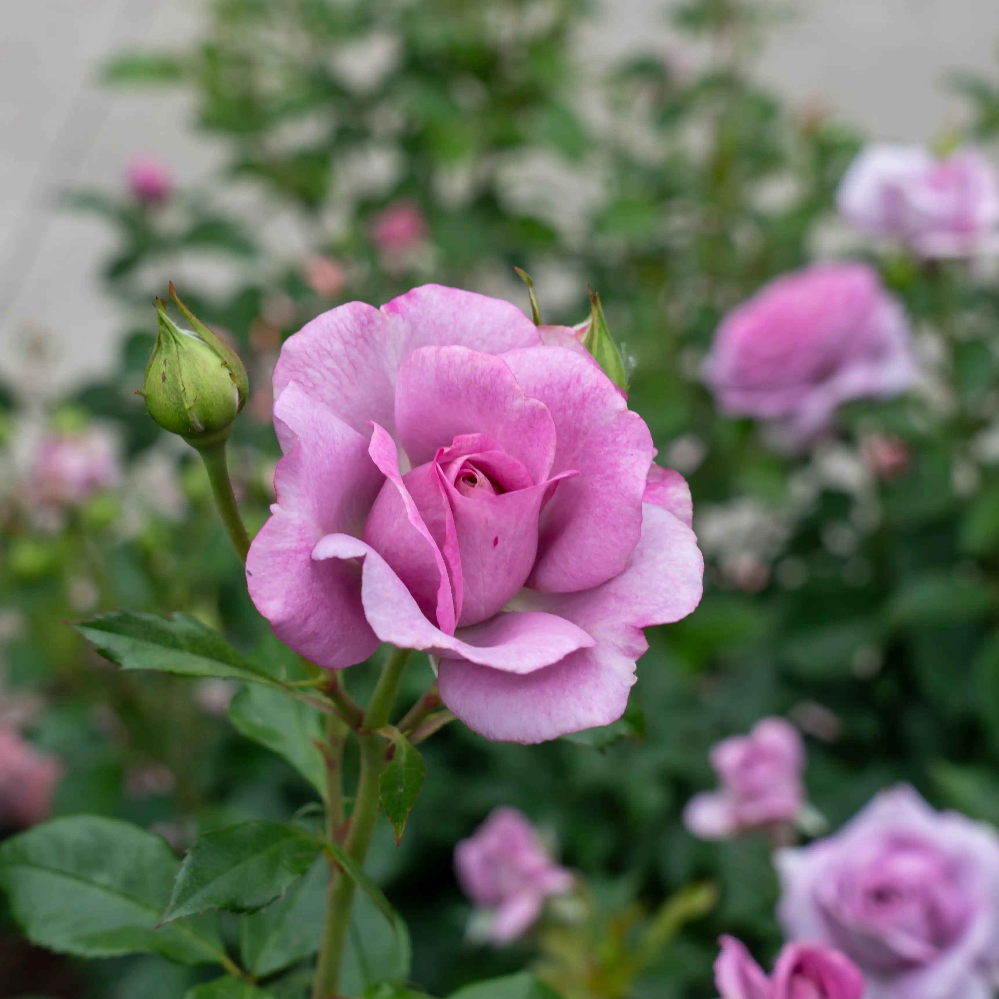 'Violet's Pride' Floribunda Rose
