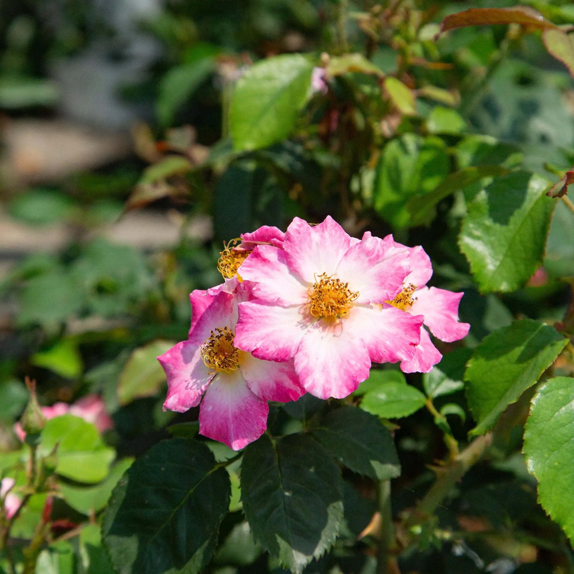 'Watercolors Home Run' Landscape Shrub Rose
