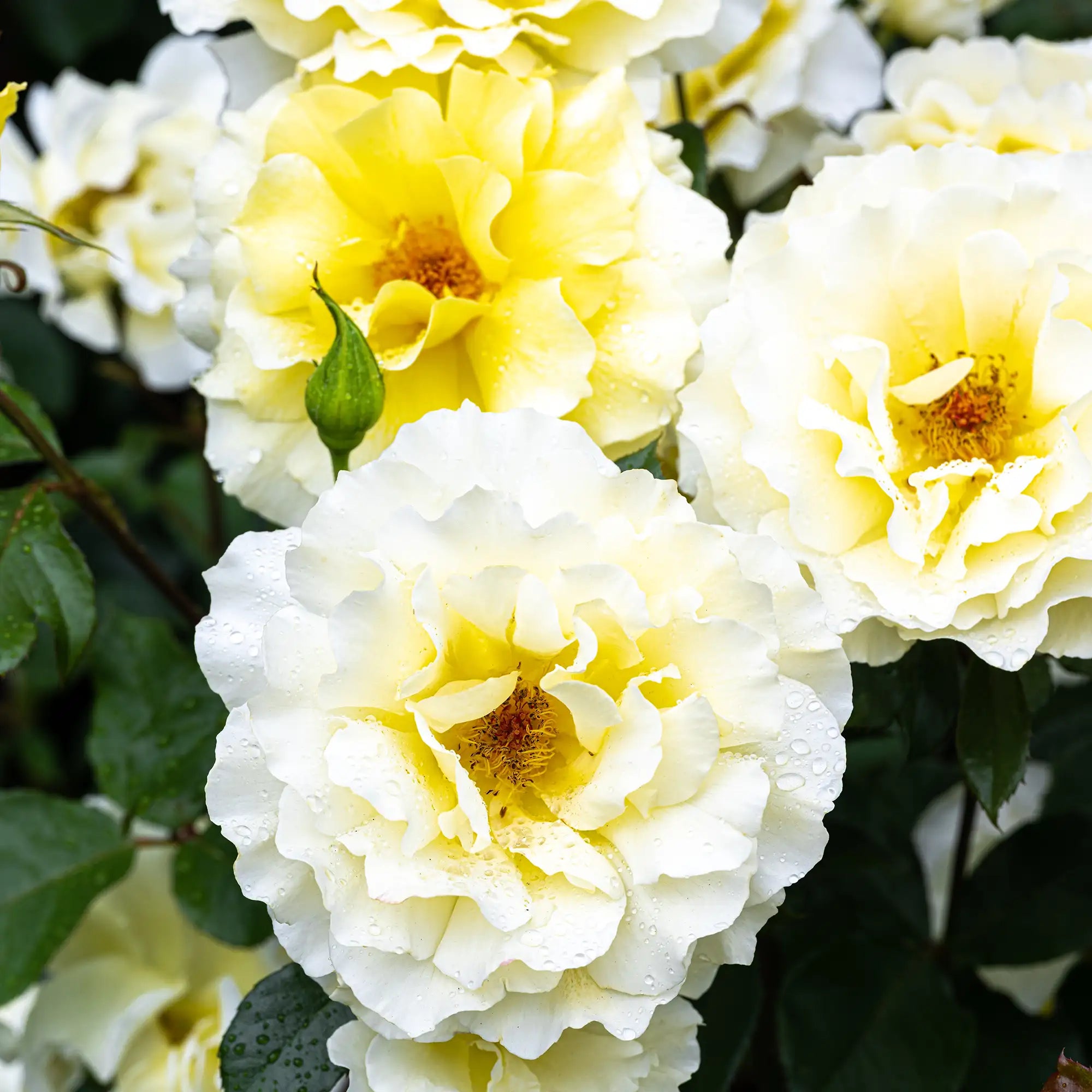 'White Licorice' Floribunda Rose