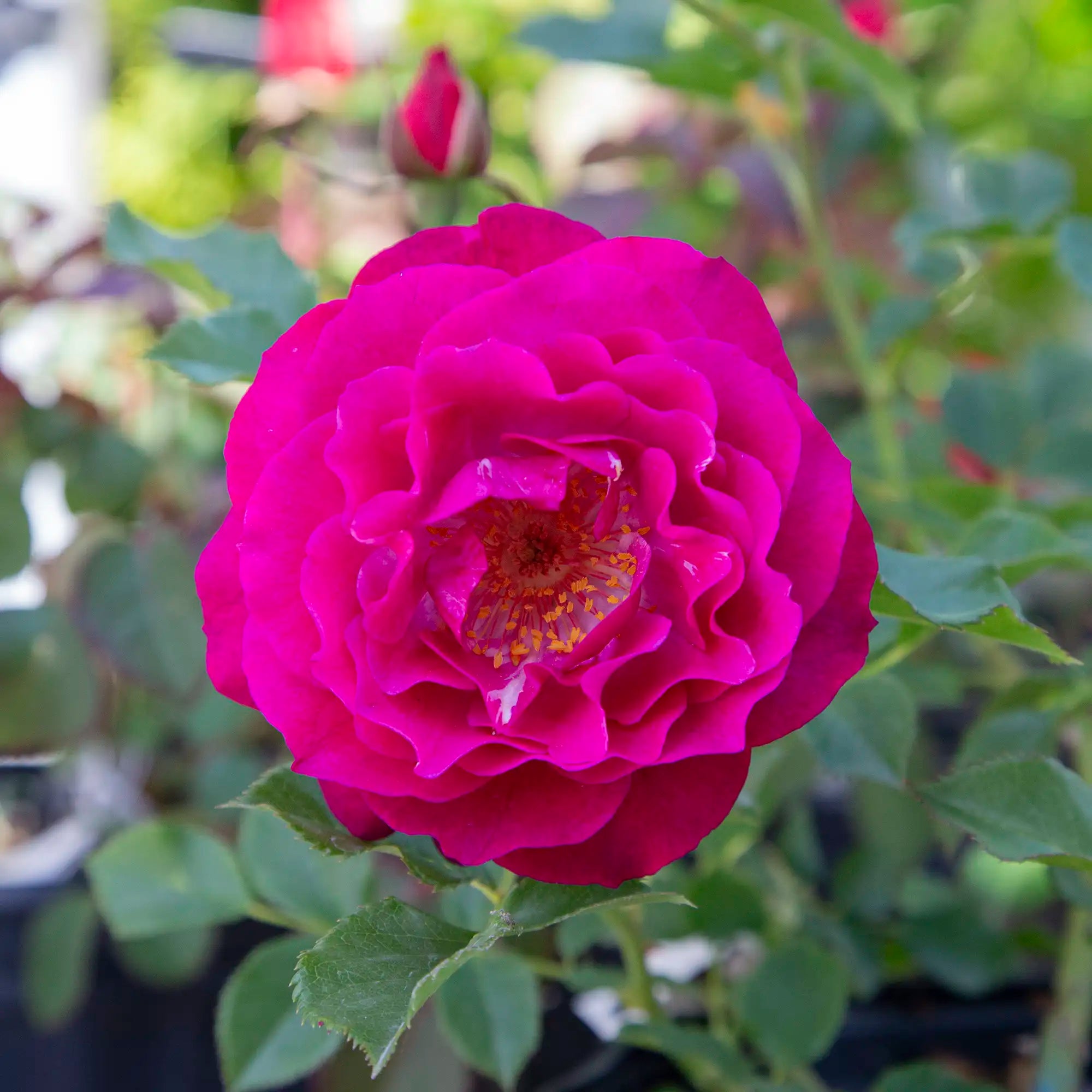 'Wild Blue Yonder' Grandiflora Rose