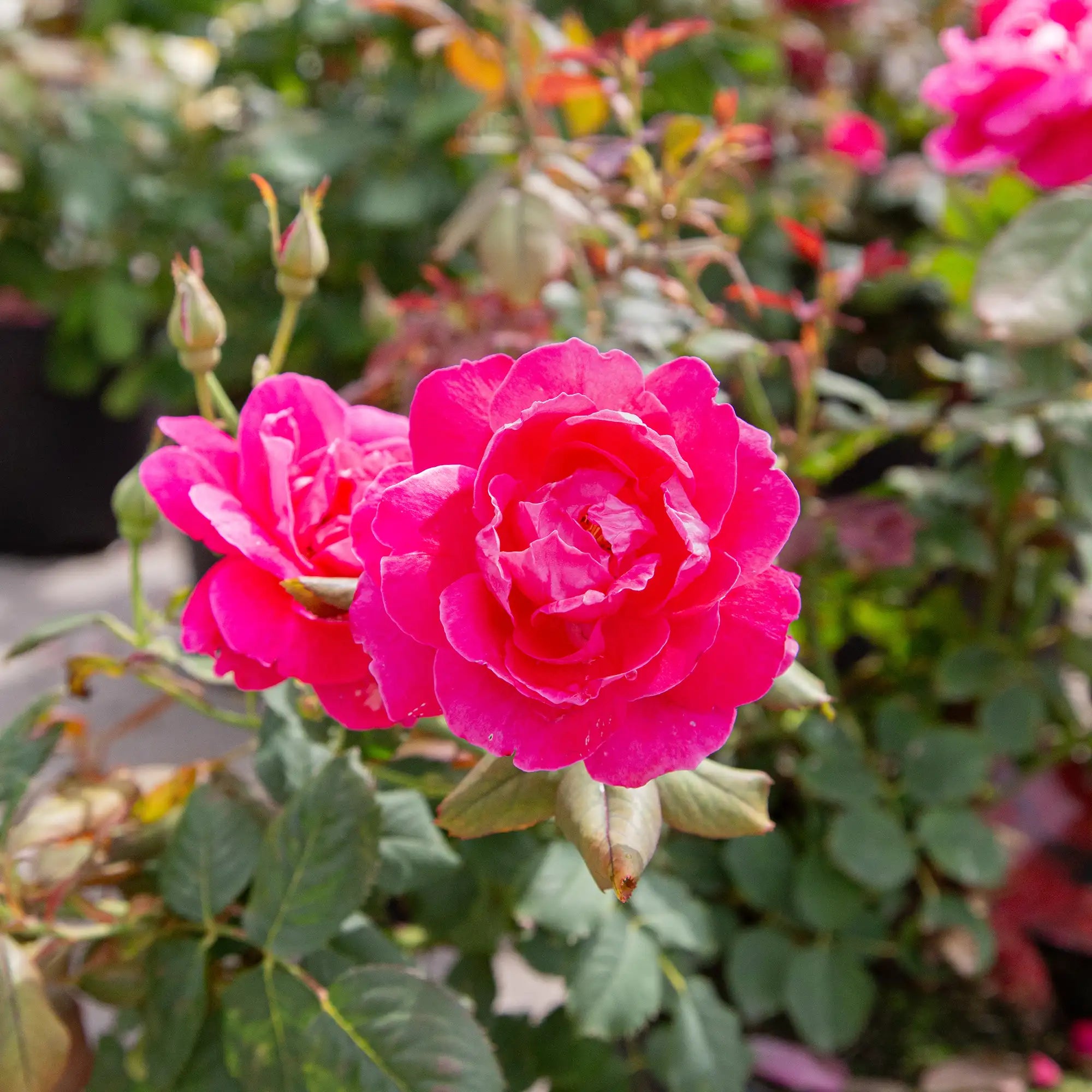 'Winnipeg Parks' Landscape Shrub Rose