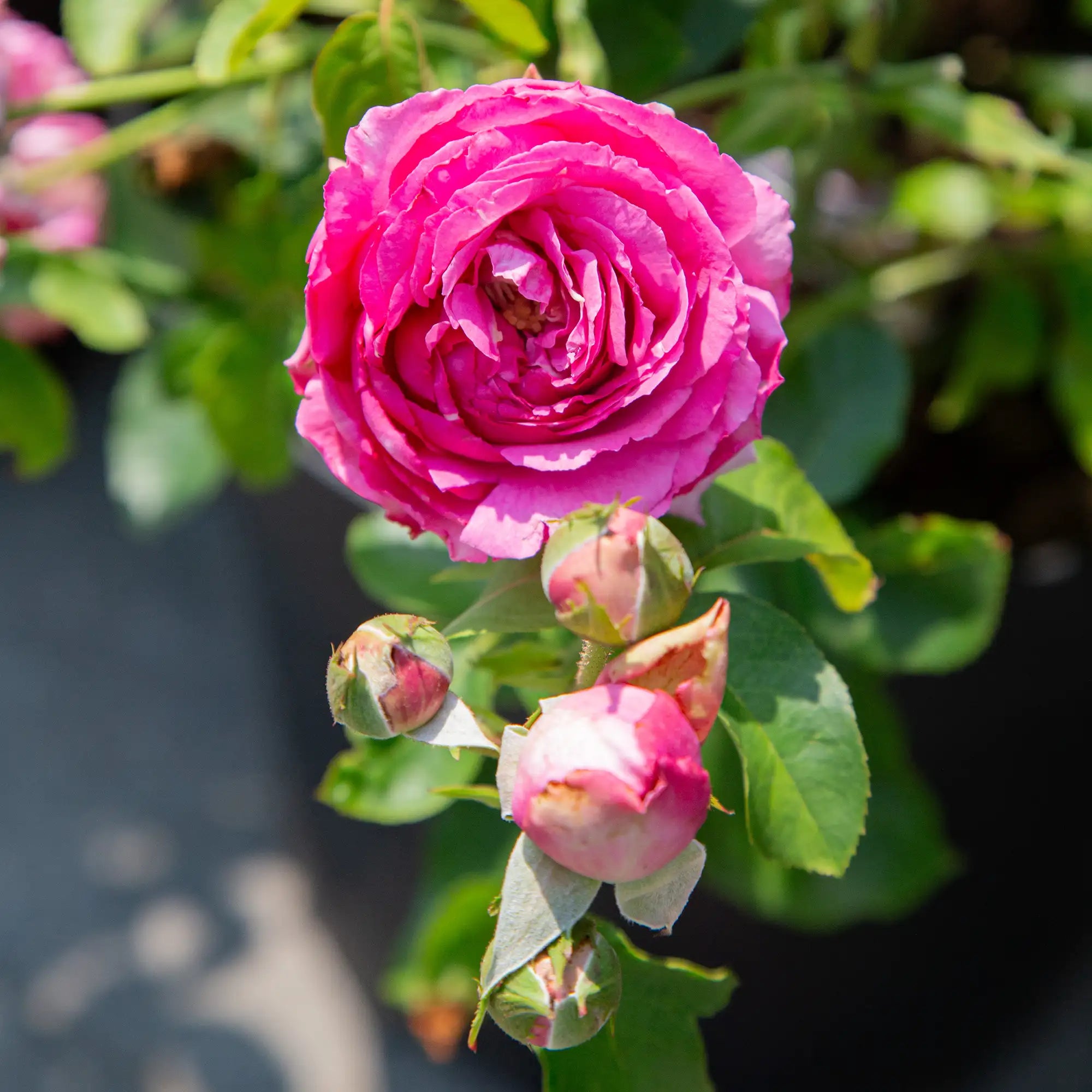 'Yves Piaget' Hybrid Tea Rose
