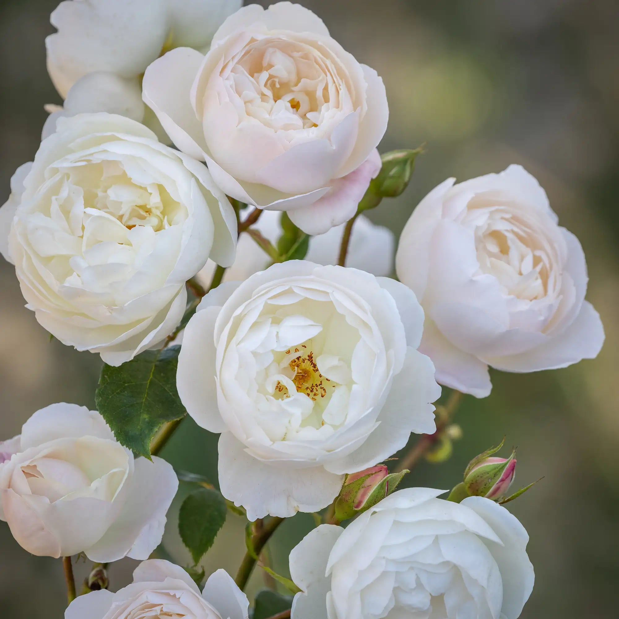 Cupped white English rose