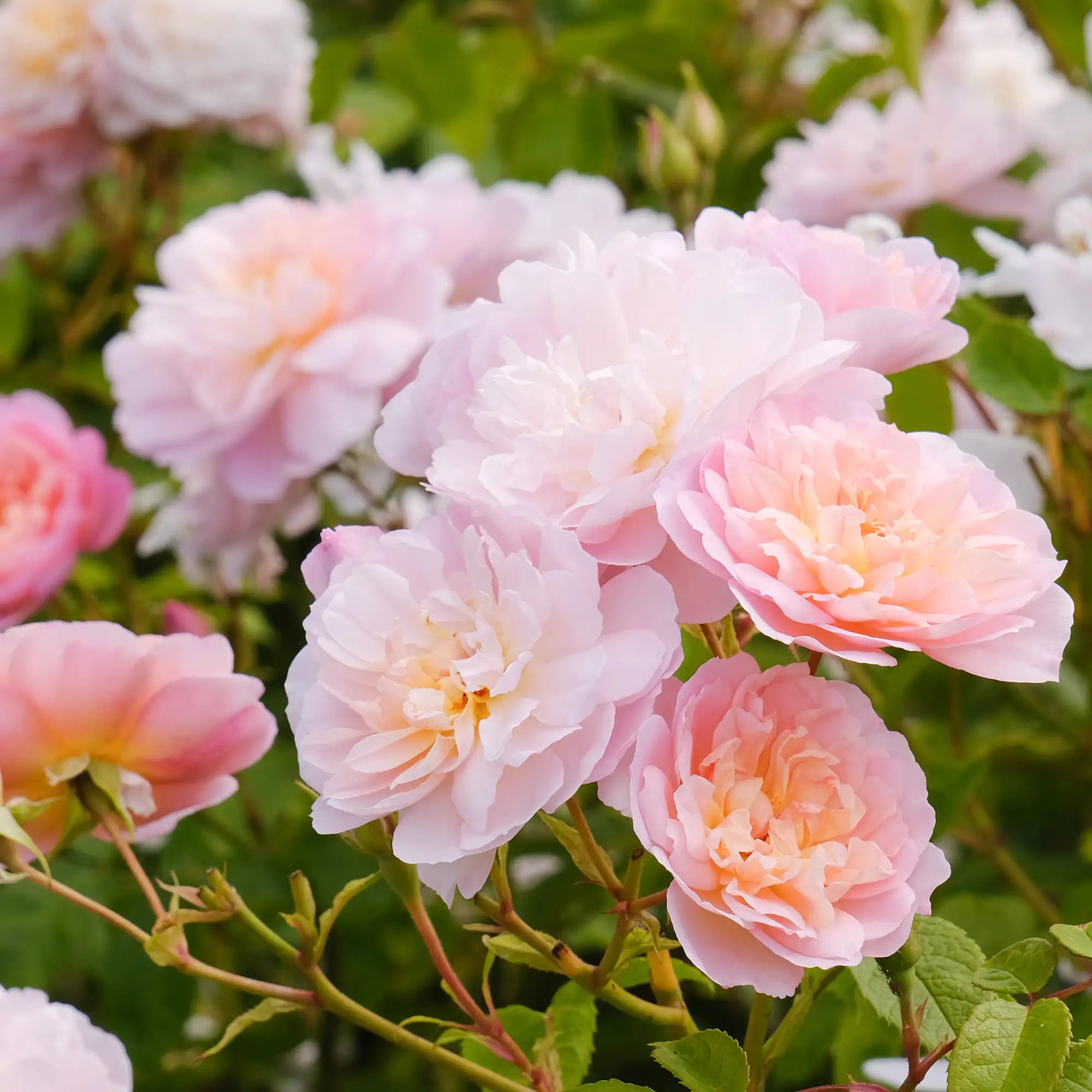 Pale pink to white English roses