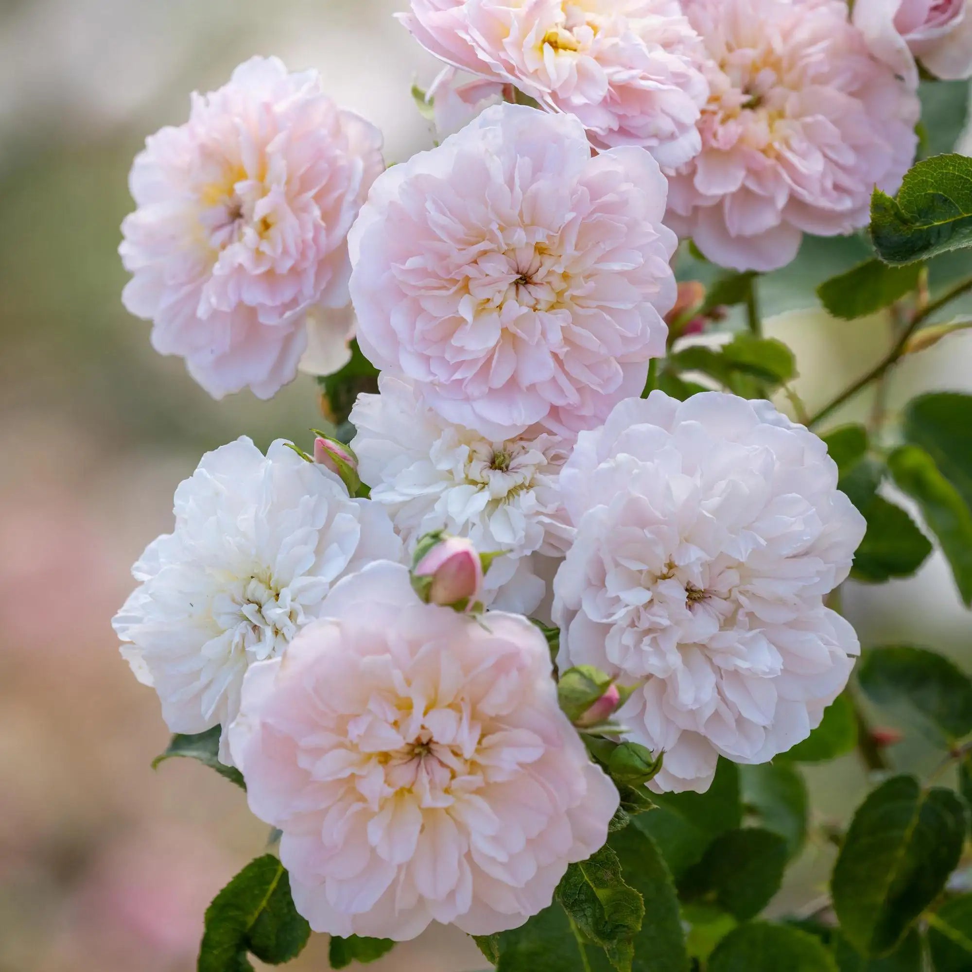 Pale pink fluffy English rose