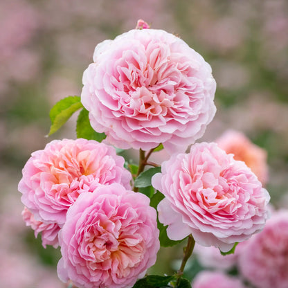 Fluffy pink English roses