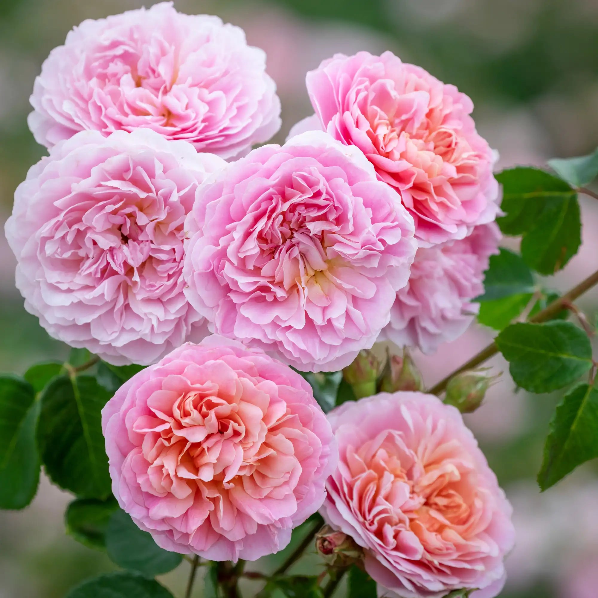 Frilly pink double English rose blooms