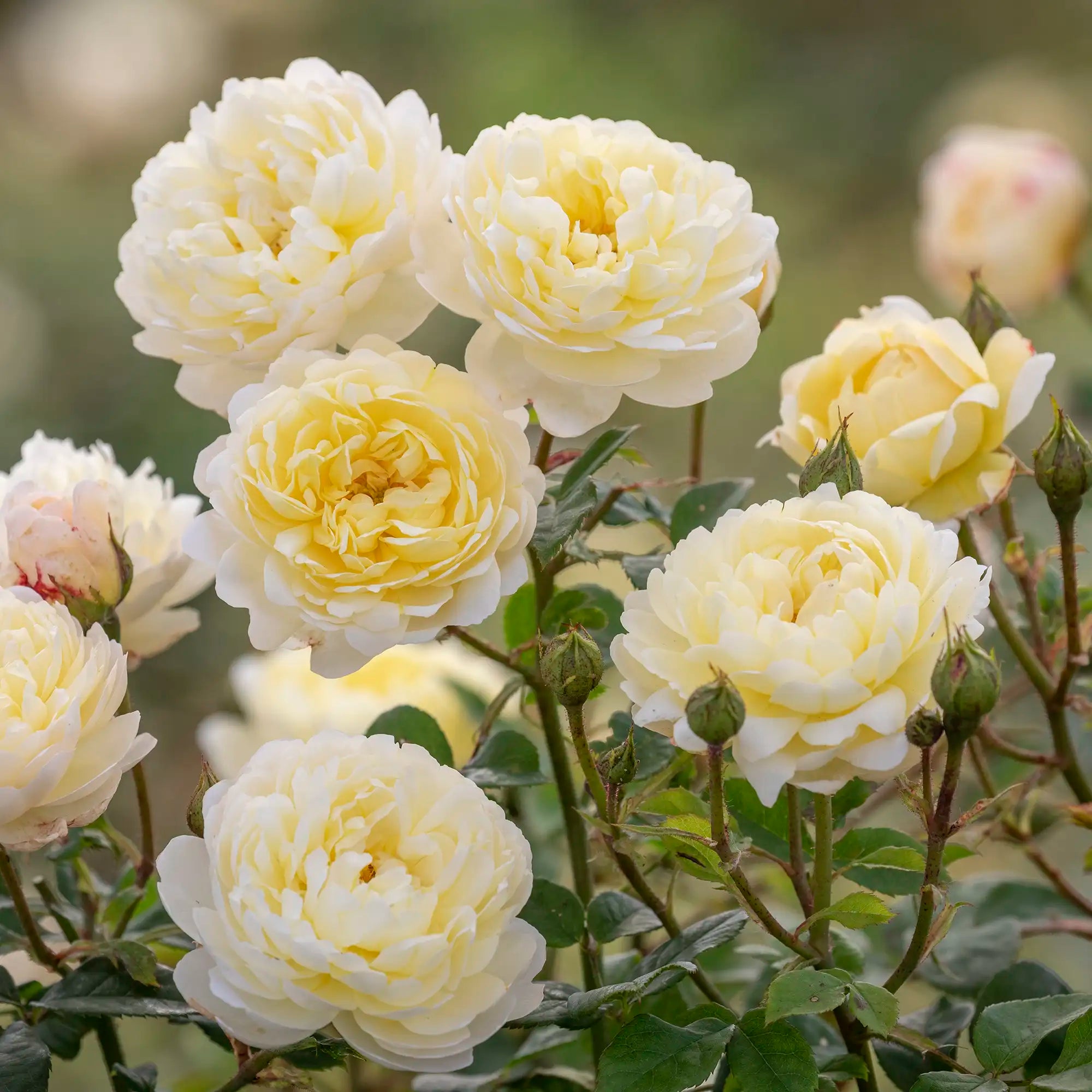 Pale yellow English roses 