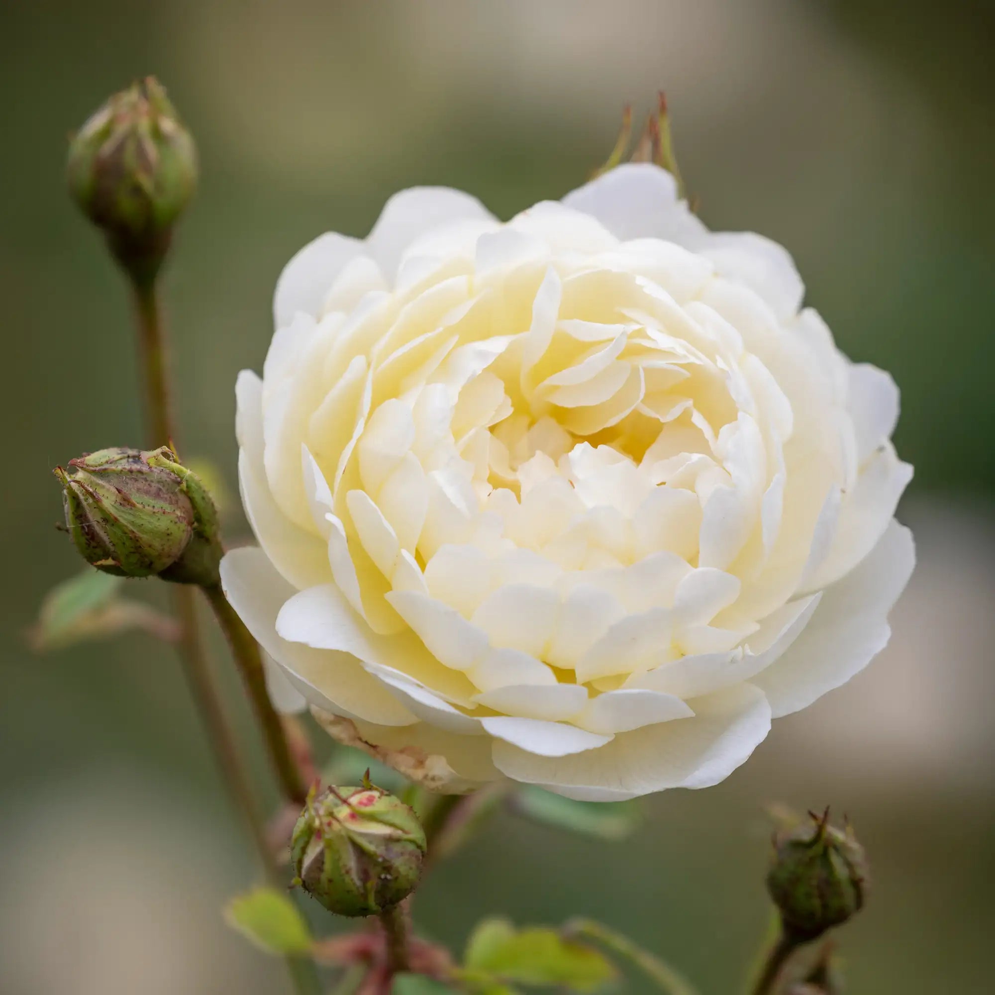 Creamy white double English rose with unopened buds