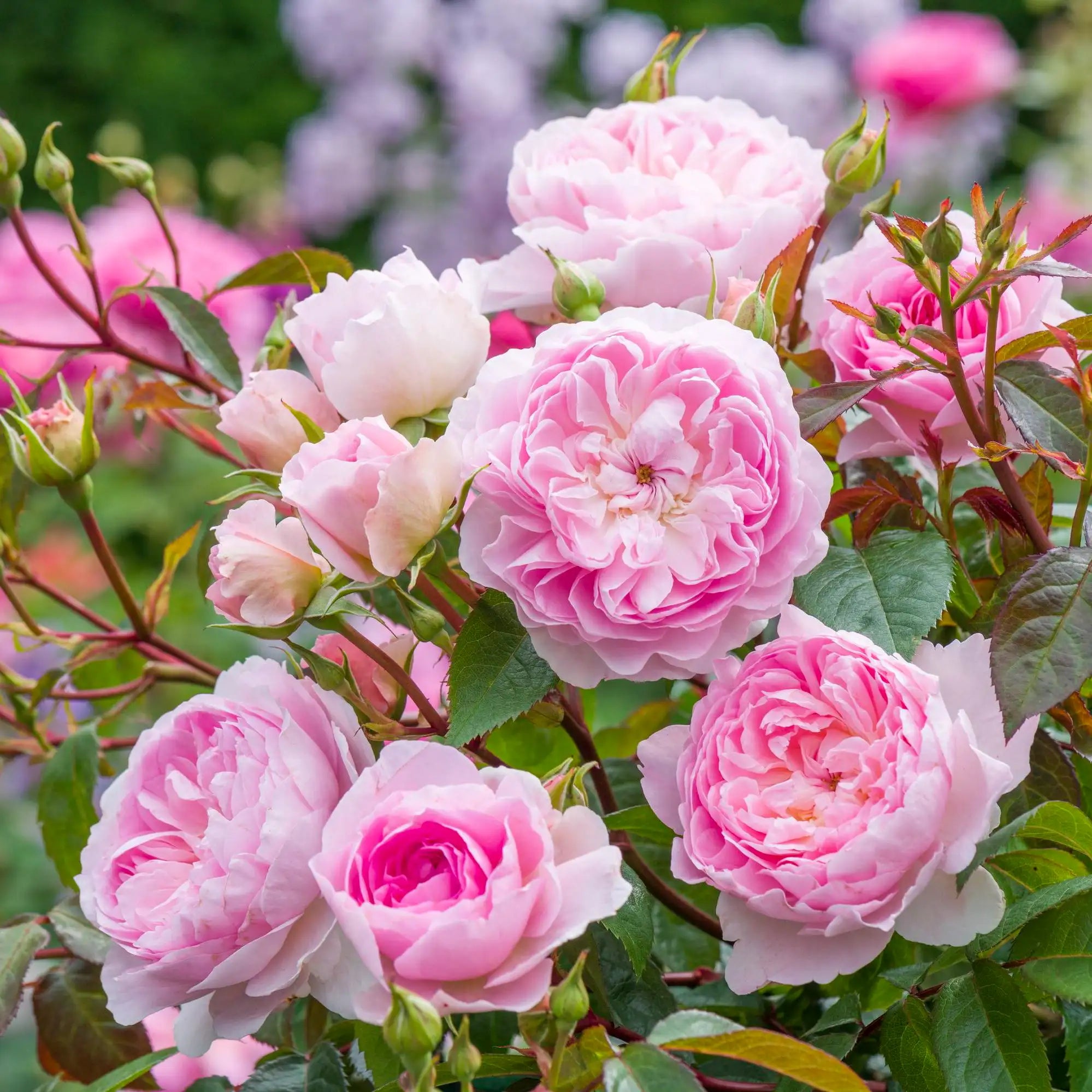 Very full double pink English rose flowers