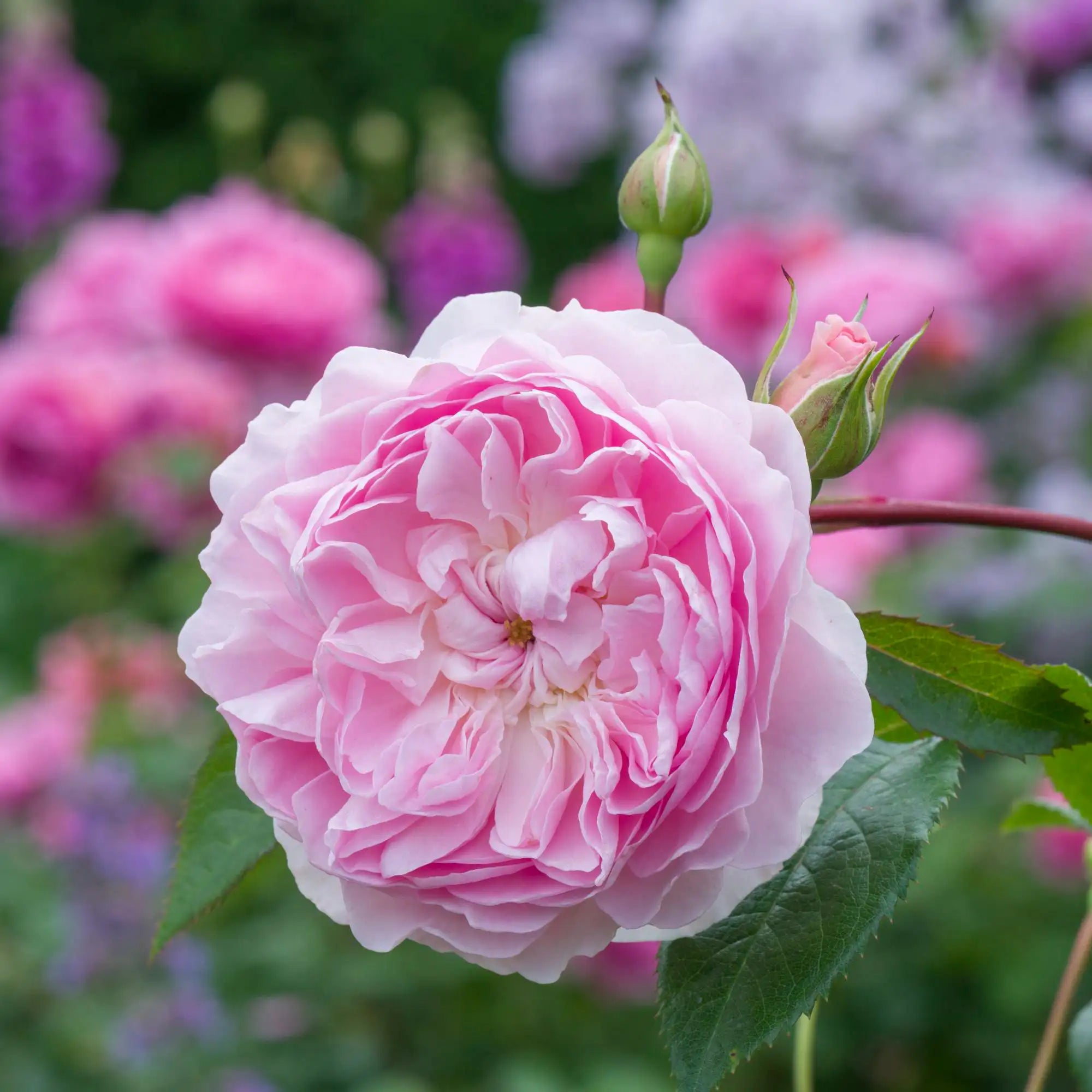 Closeup of a full double English rose
