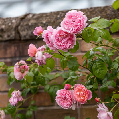 Strong pink English rose blooms on a climbing rose with a brick wall