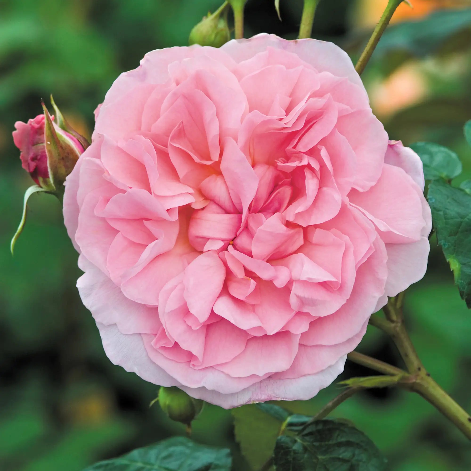 Closeup of a double pink English rose