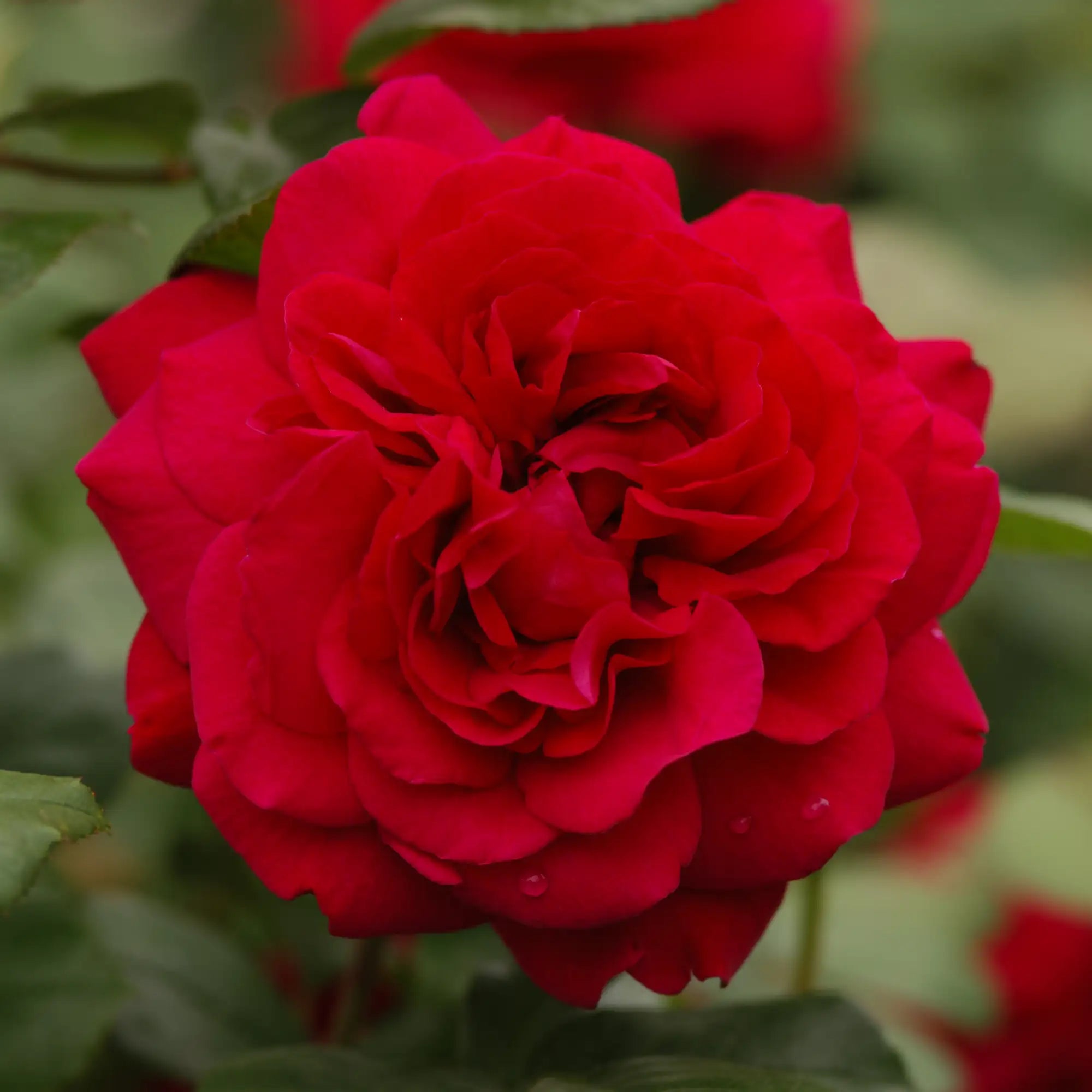 Closeup pf a bright red fluffy double English rose