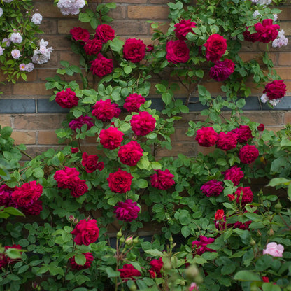 Magenta pink English roses on a brick wall