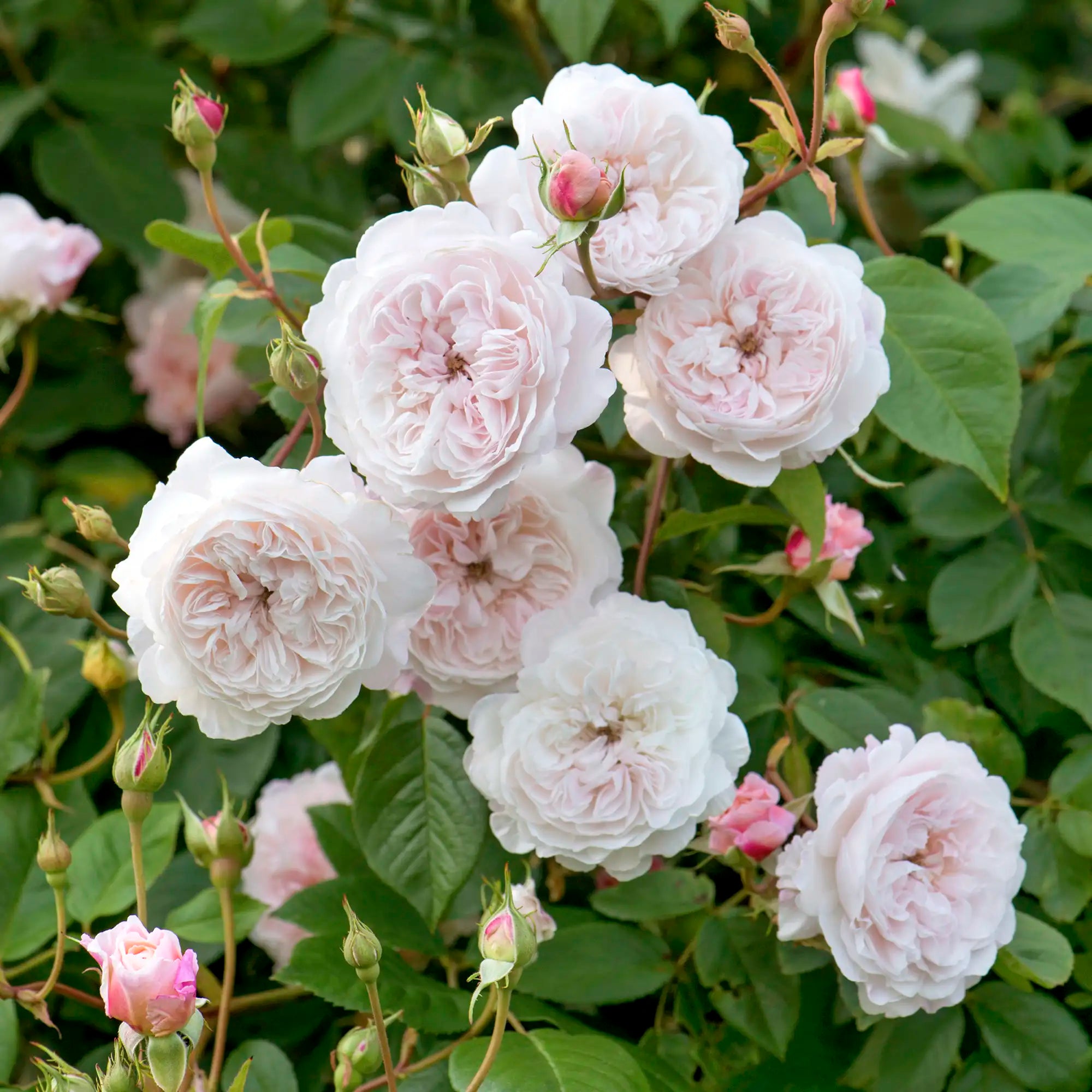 Very full double white English rose in a garden