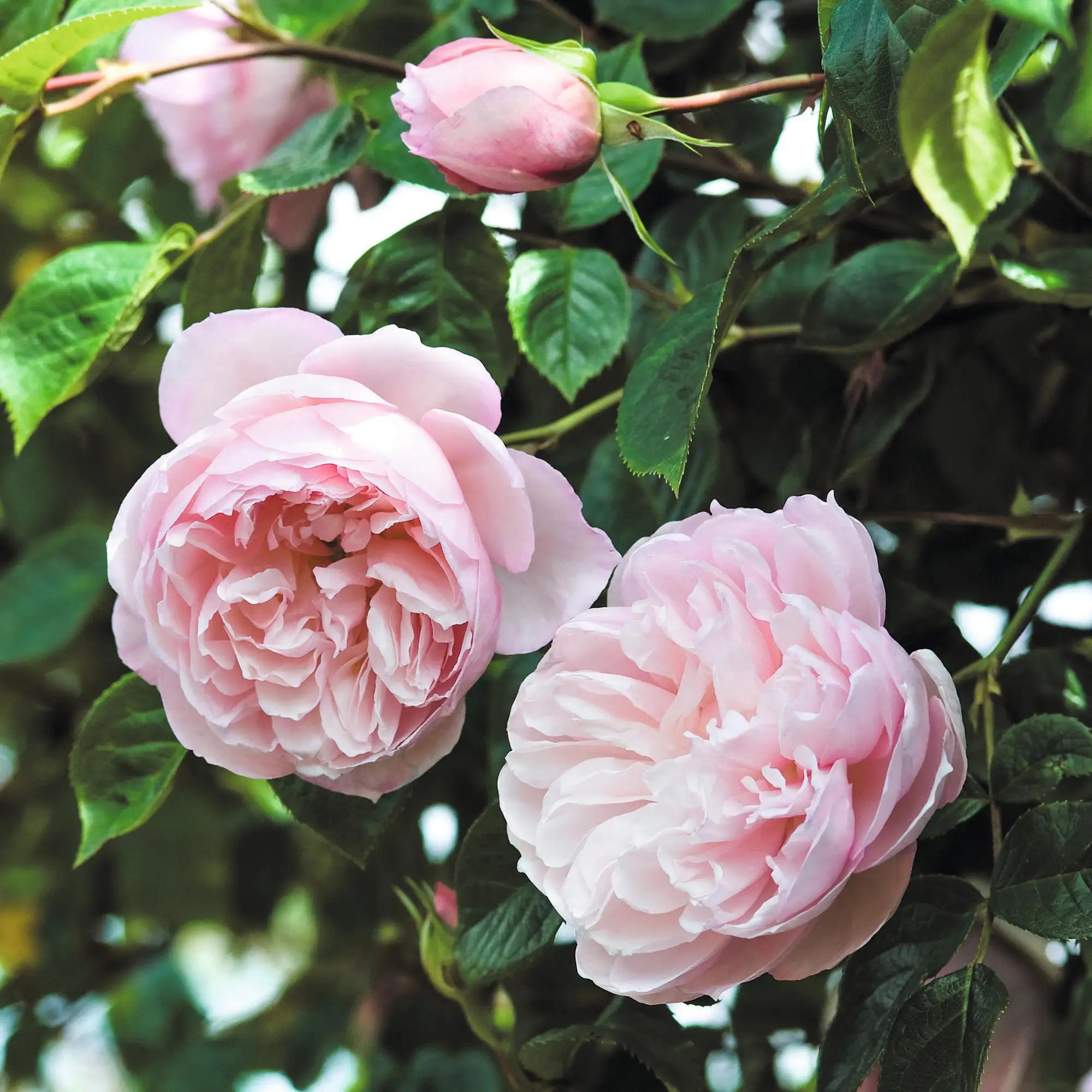 Closeup of a cupped English pink rose