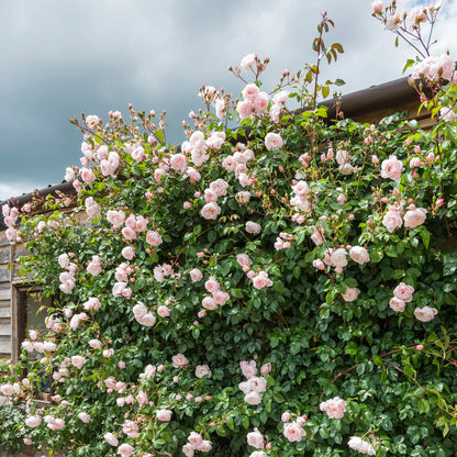 Climbing pink English rose