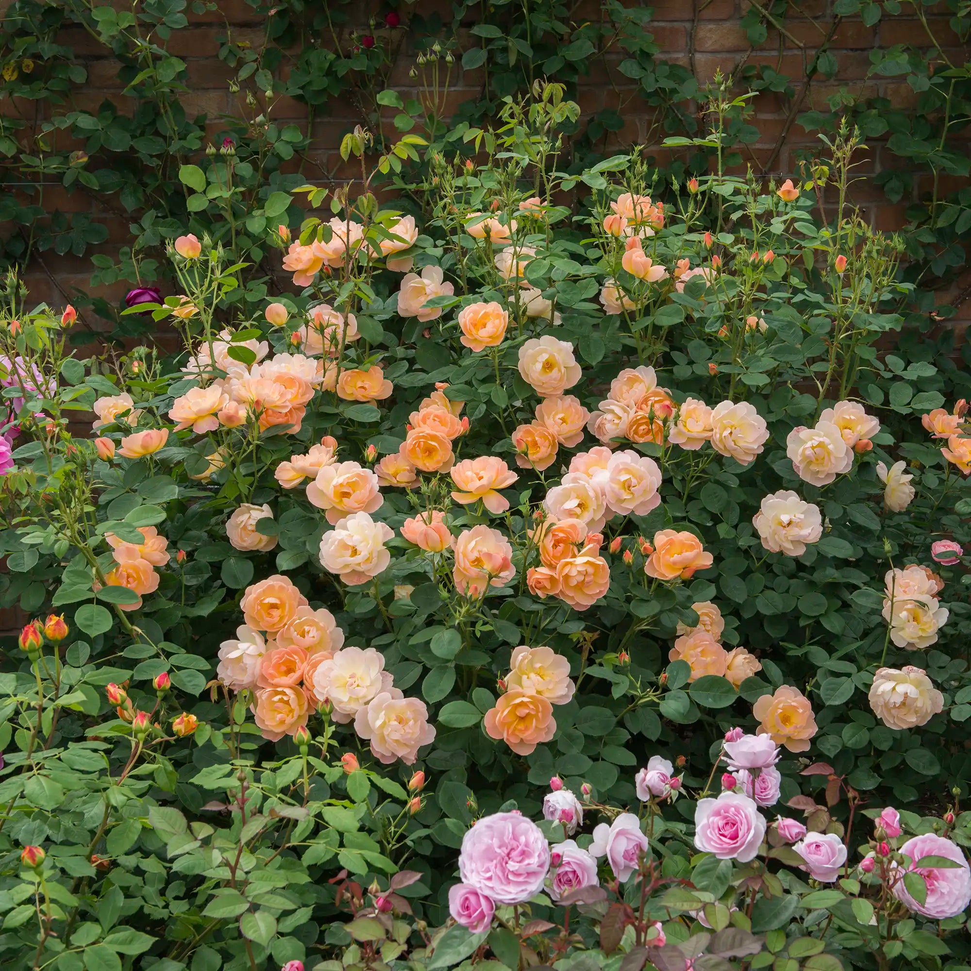 Apricot English rose bush in a garden